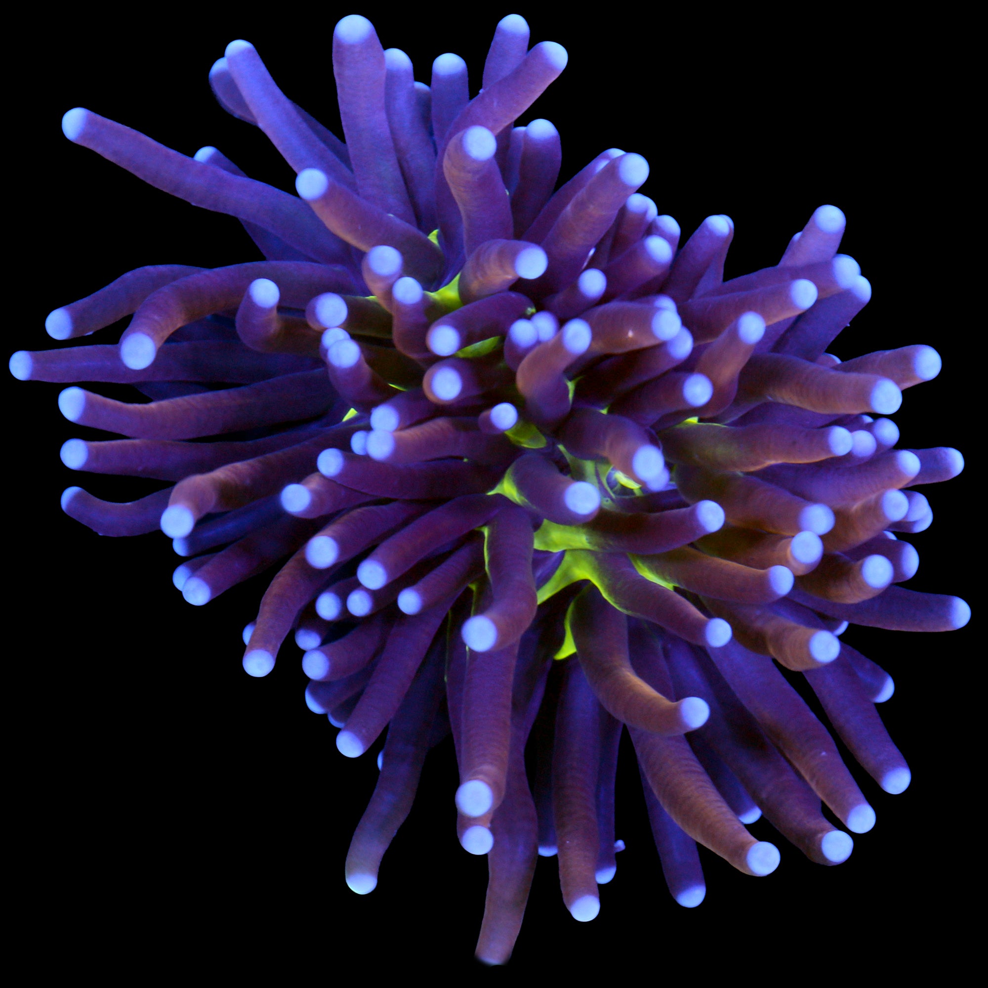 Green Center Indo Gold Torch Coral