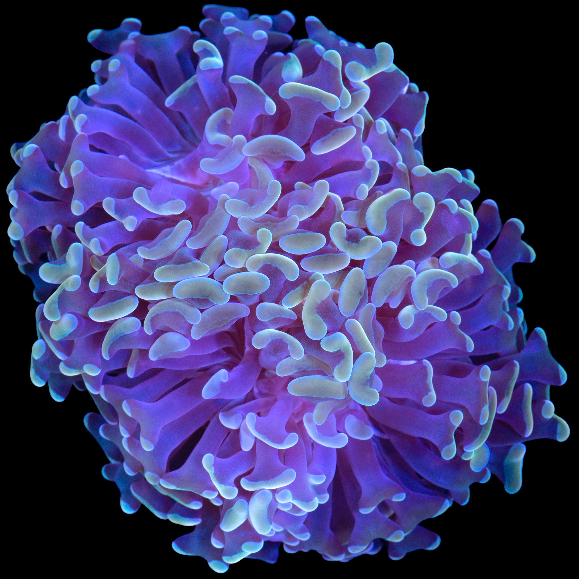 Yellow Tip Branching Hammer Coral