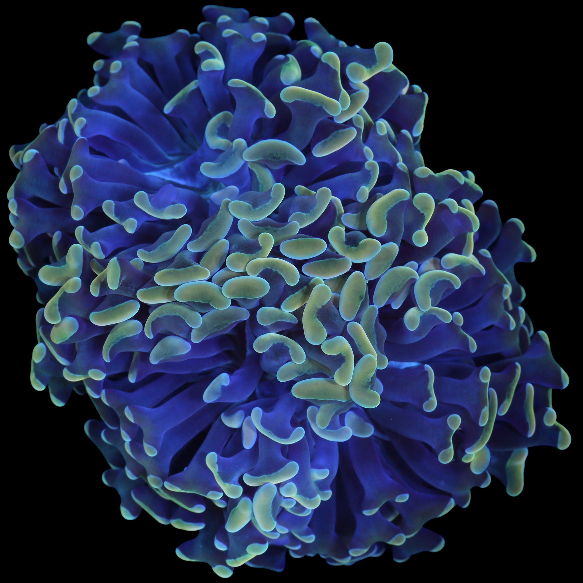 Yellow Tip Branching Hammer Coral