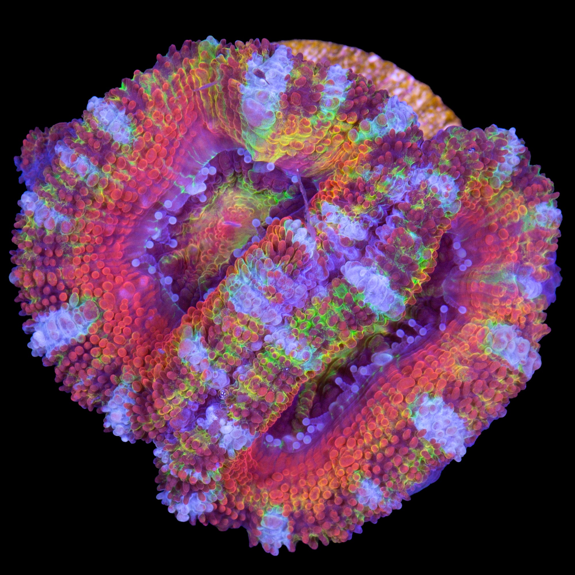 Tye Dye Acan Lord Coral