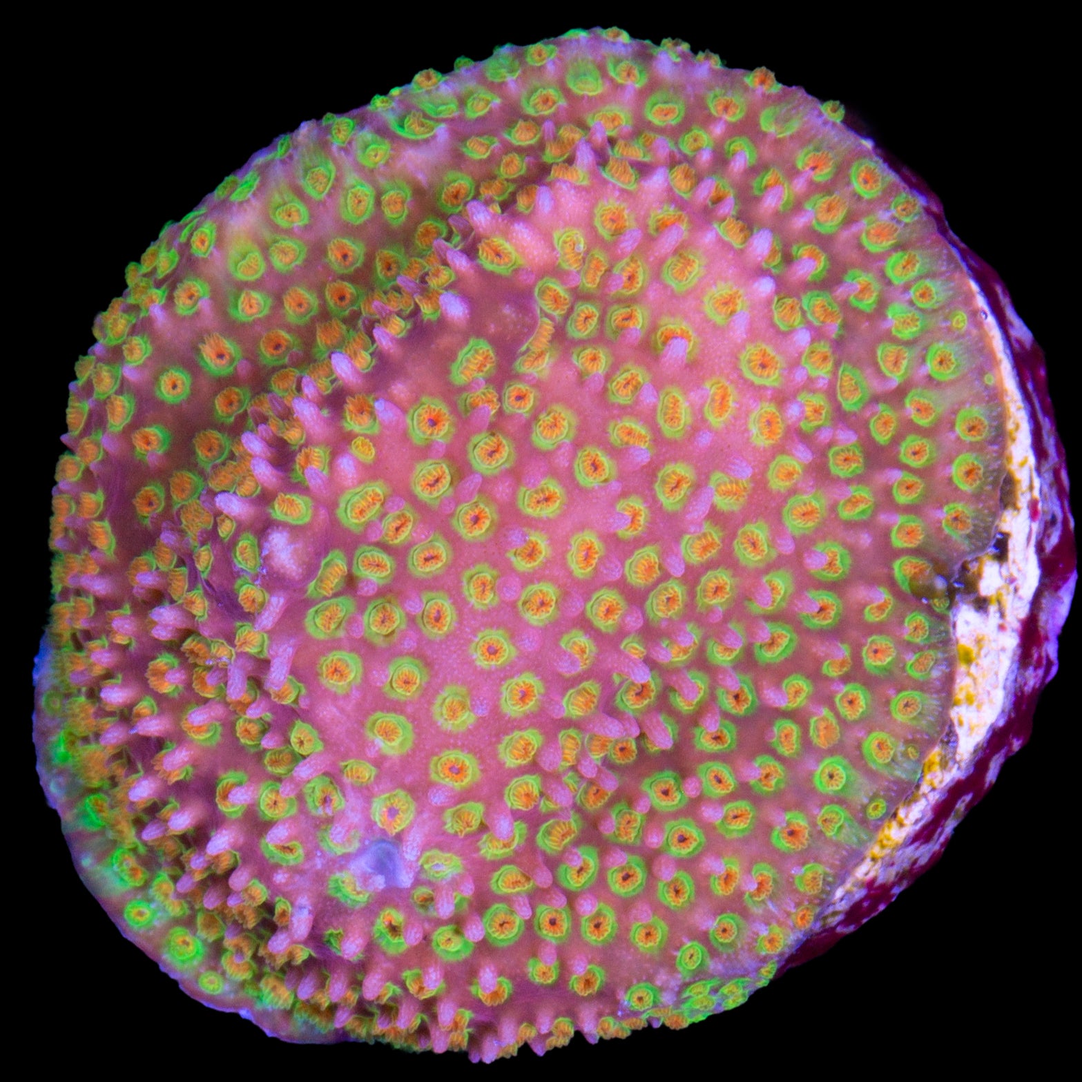 Looney Tunes Stylocoeniella Coral