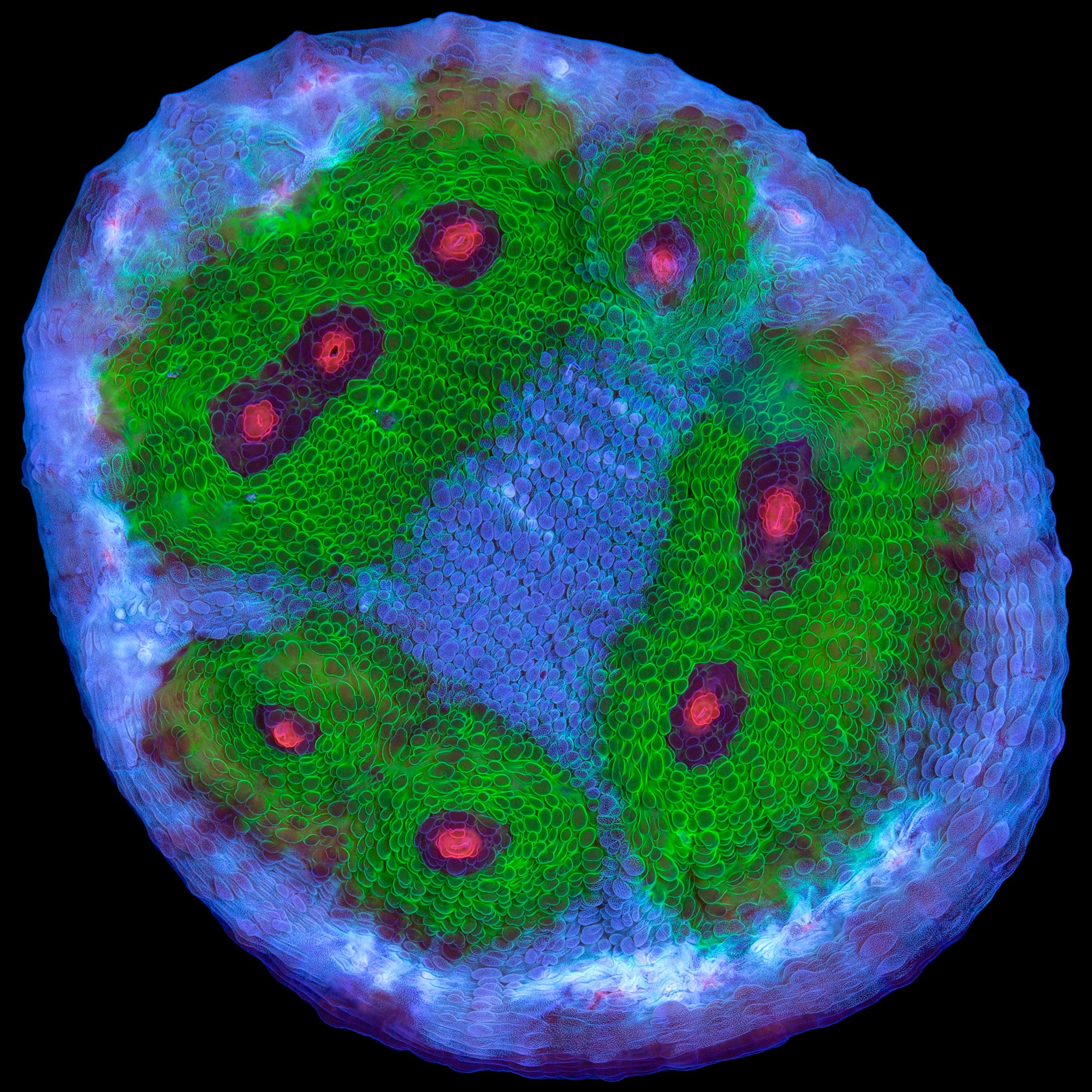 Walking Dead Mycedium Coral