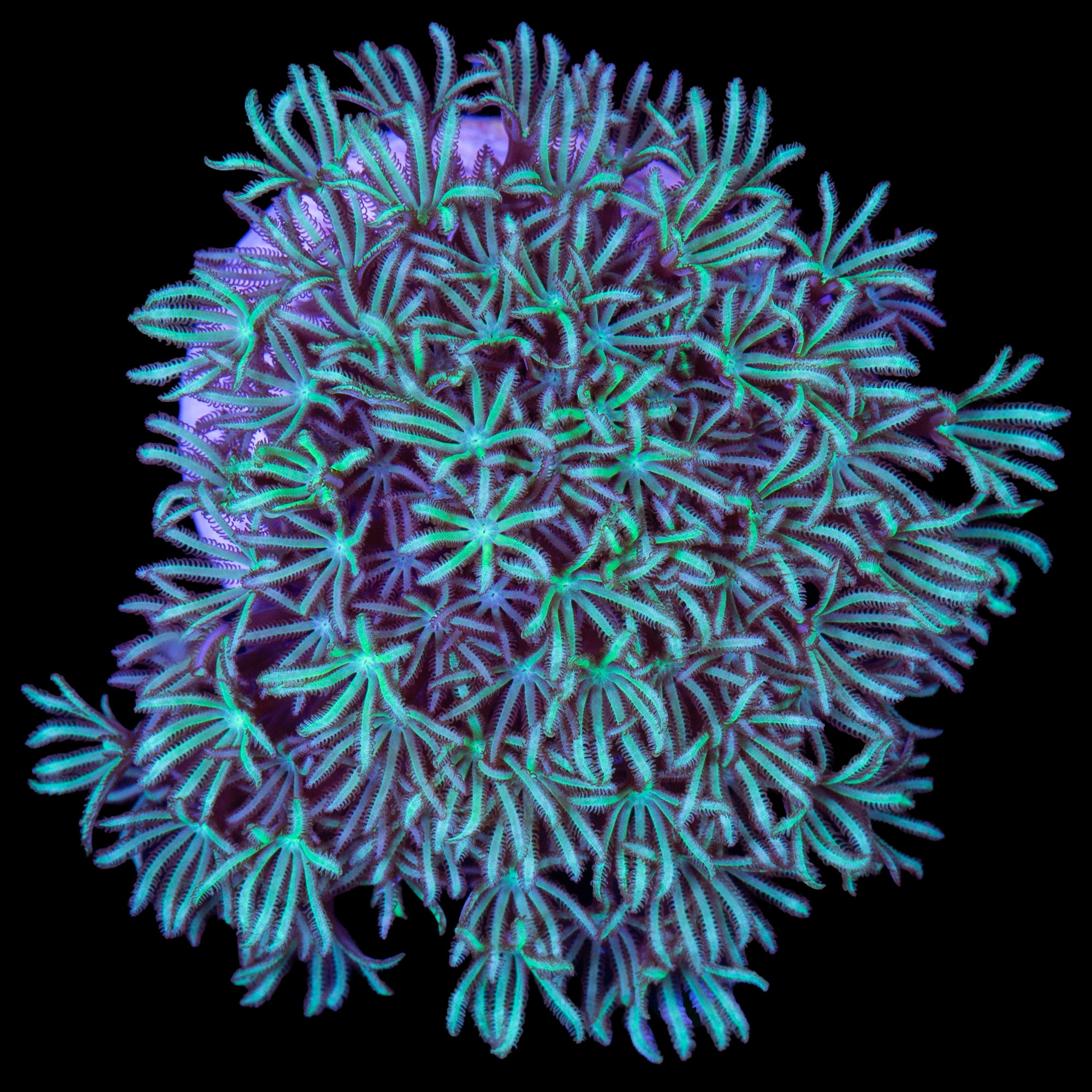 Minty Green Pipe Organ Coral