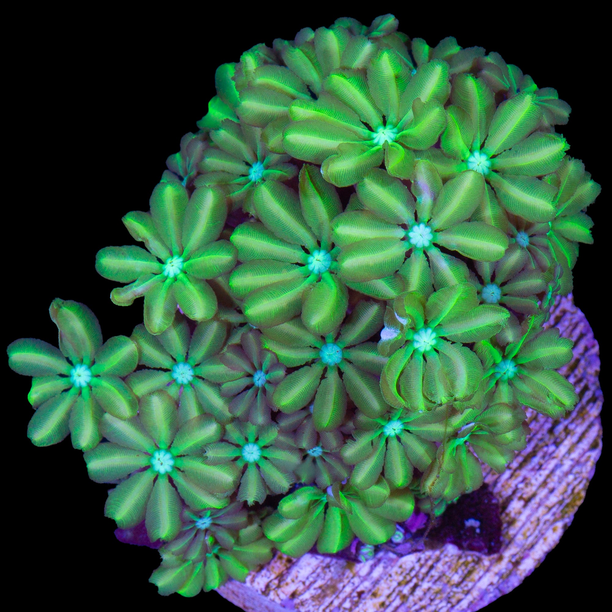 Neon Green Pipe Organ Coral
