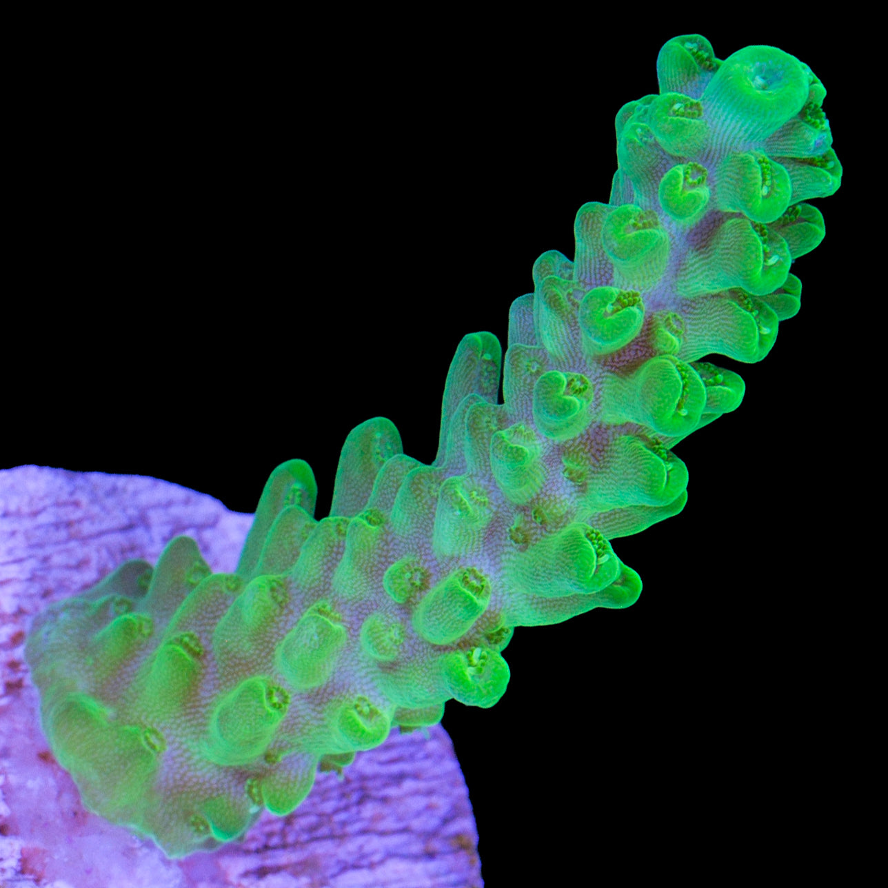 Green Flash Acropora Coral