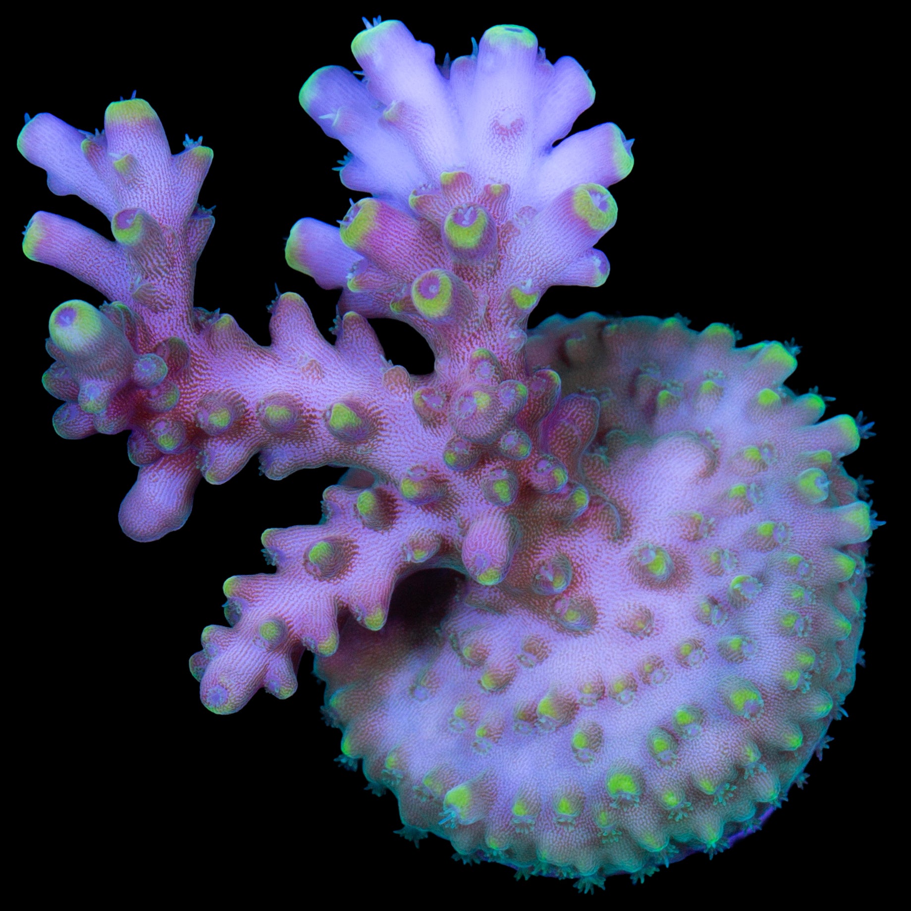 Vivid's Bali Shortcake Acropora Coral