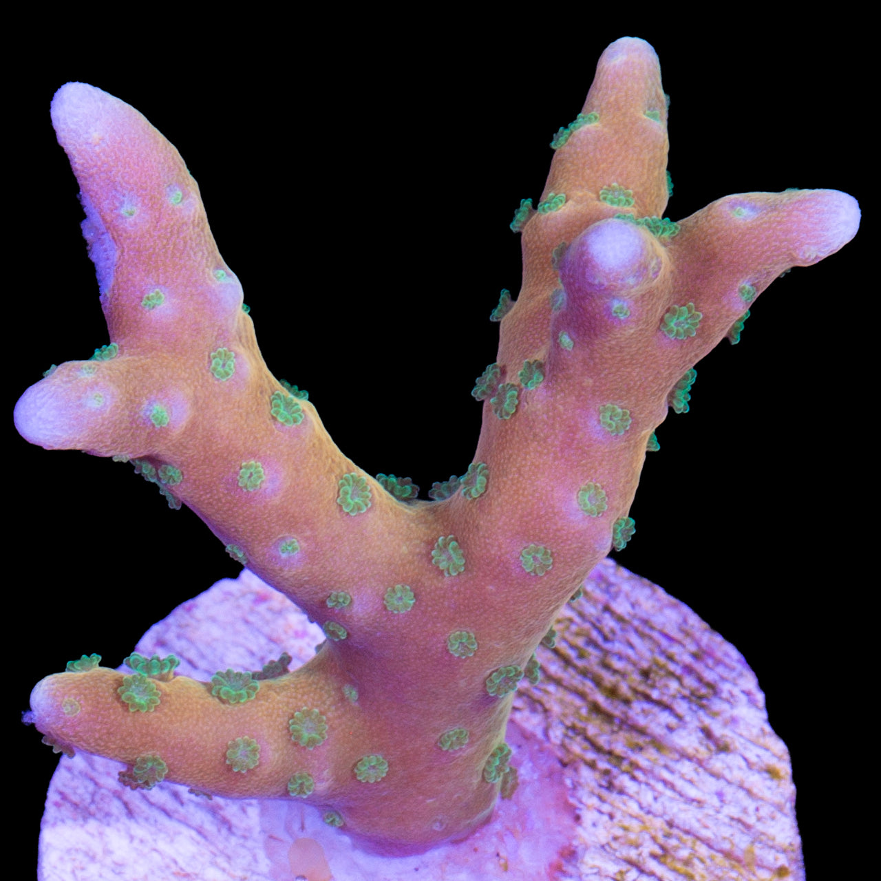 Tropicana Anacropora Coral