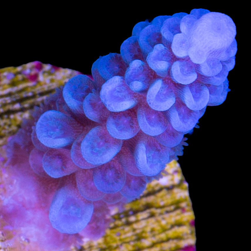 Ultra Blue Tenuis Acropora Coral