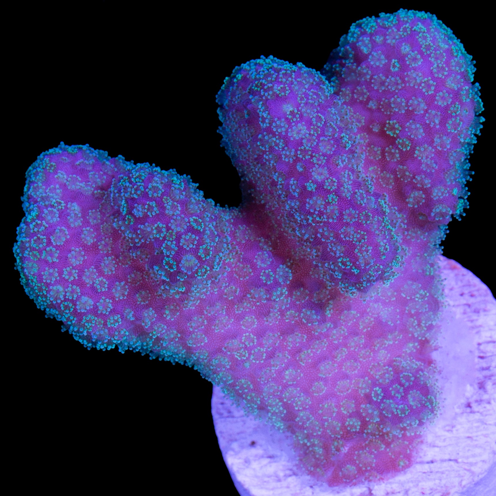 Rainbow Stylophora Coral