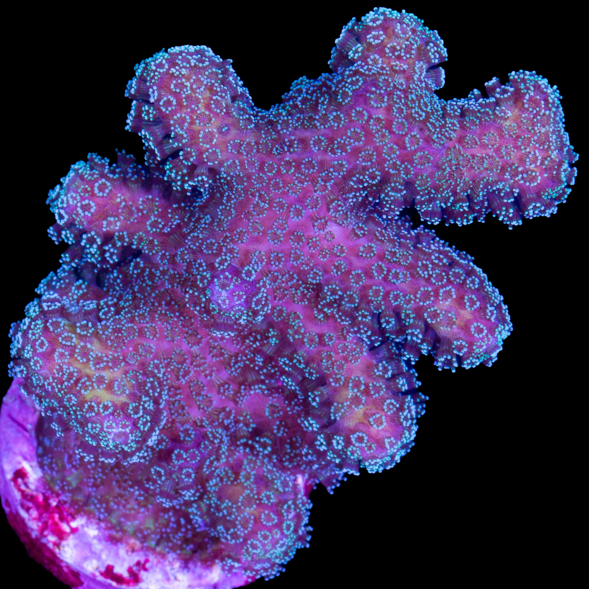 Rainbow Stylophora Coral
