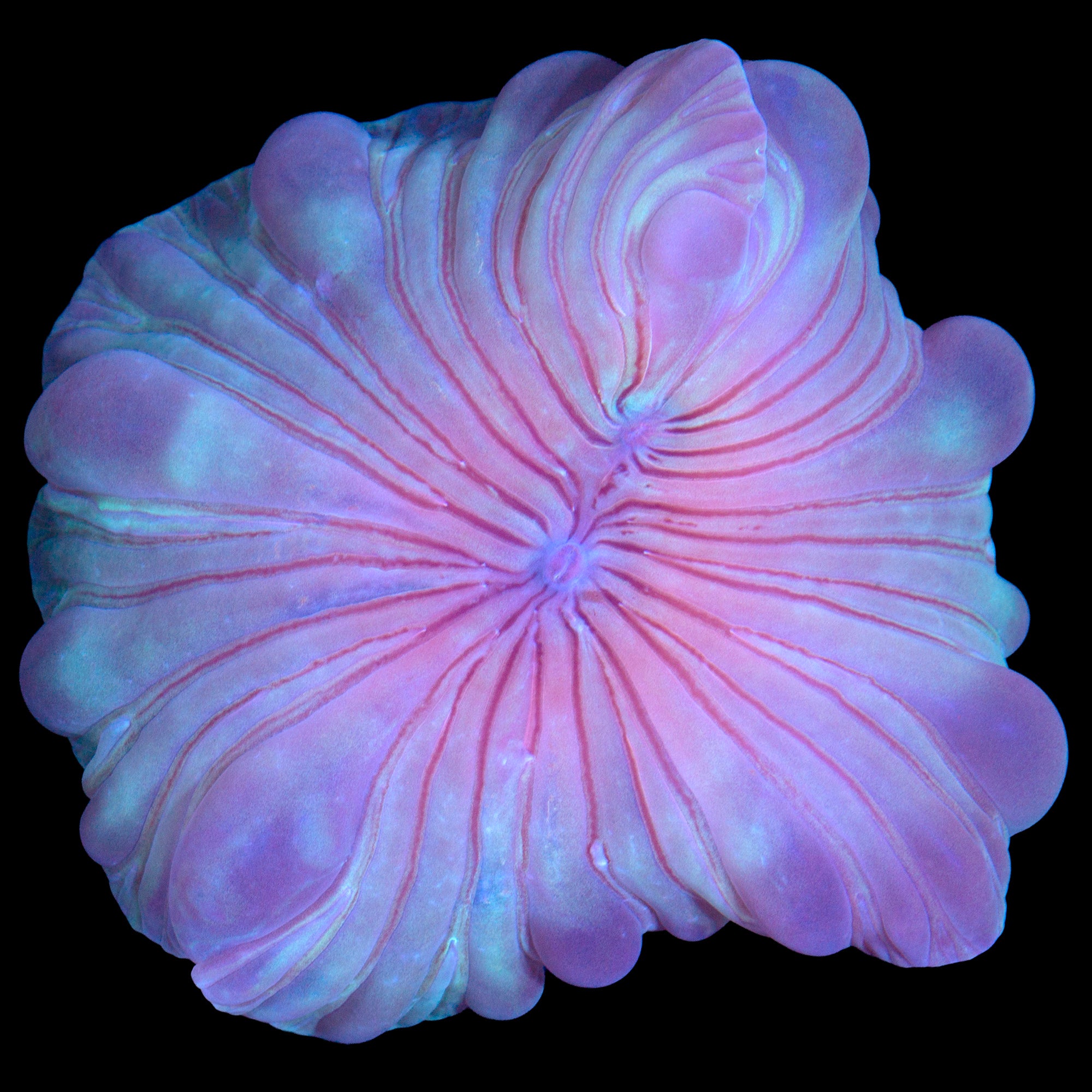 Fox Coral