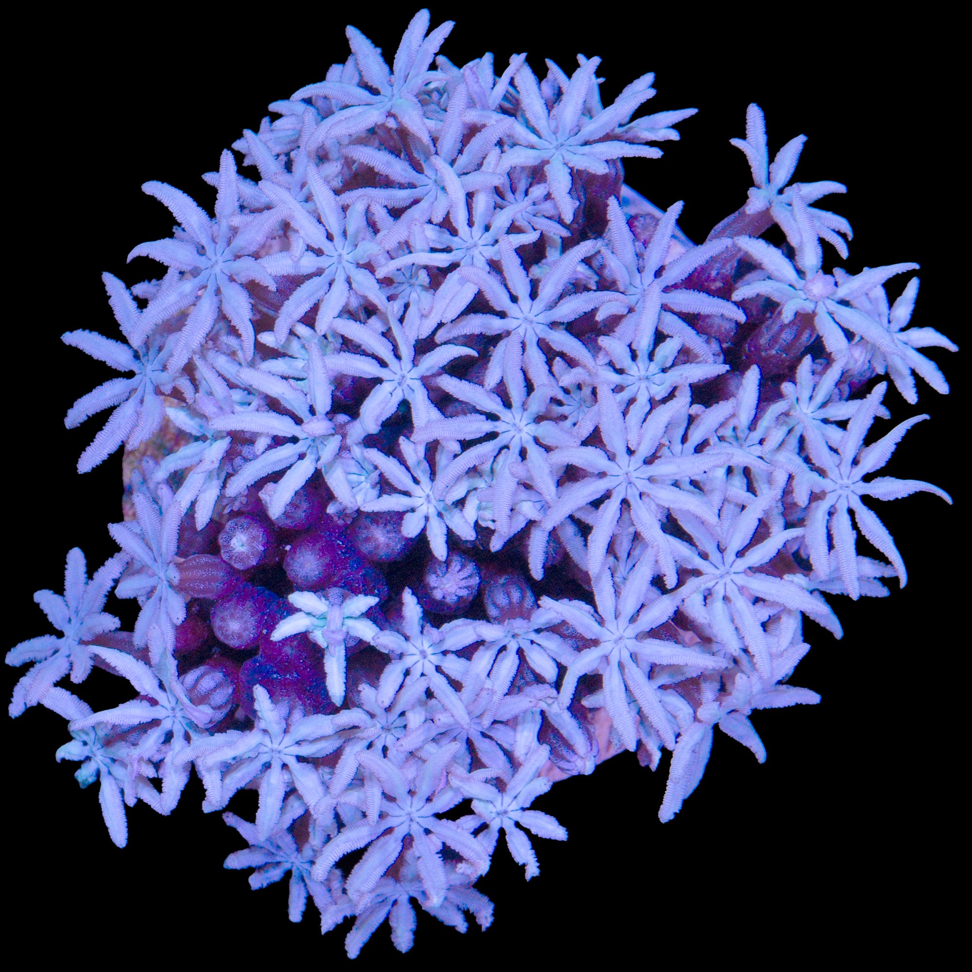 Frosty Pipe Organ Coral