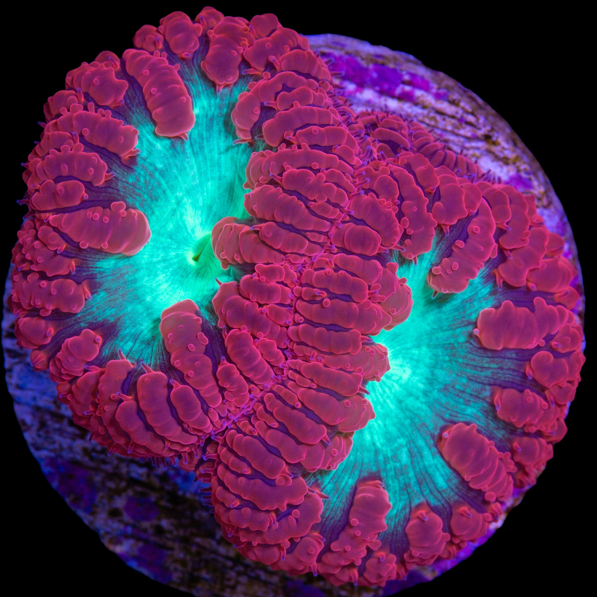 Red & Green Blastomussa Coral