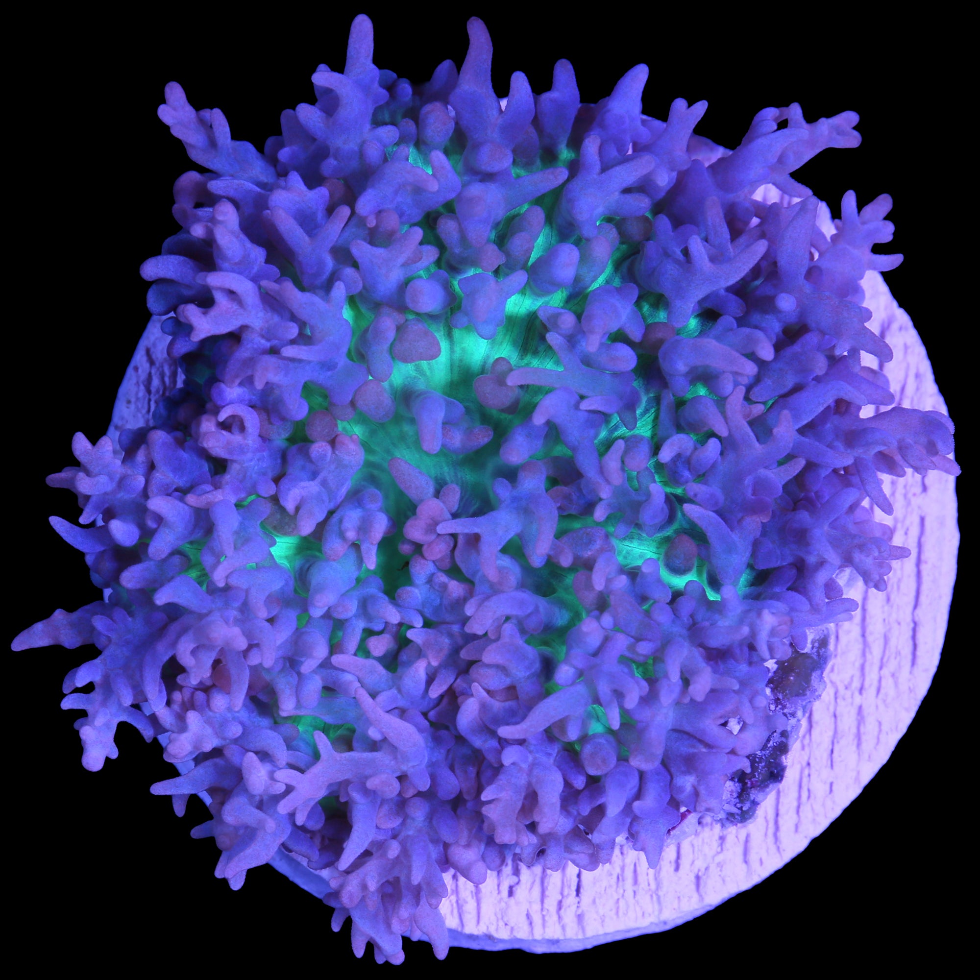 Lavender Hairy Mushroom