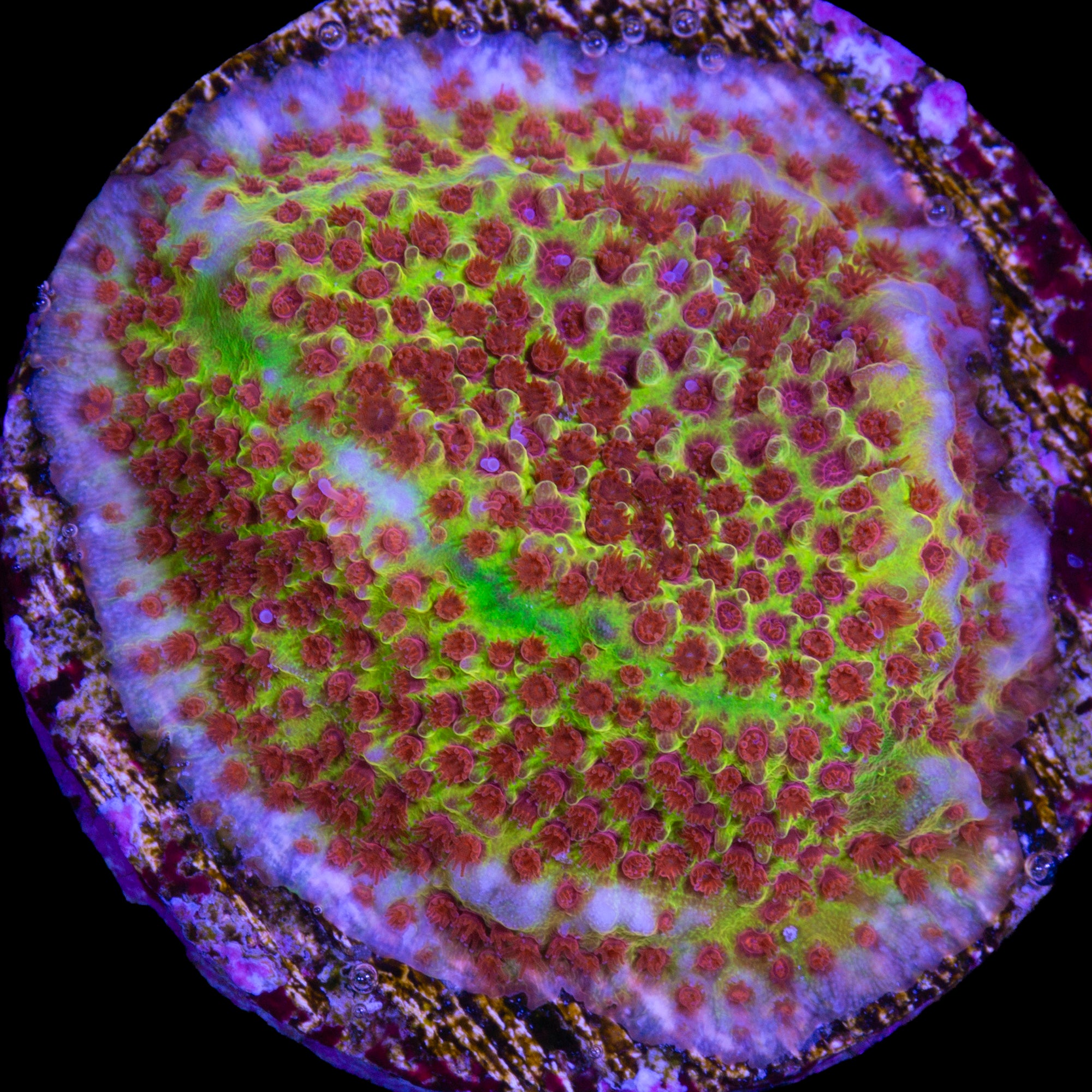 Burning Banana Stylocoeniella Coral