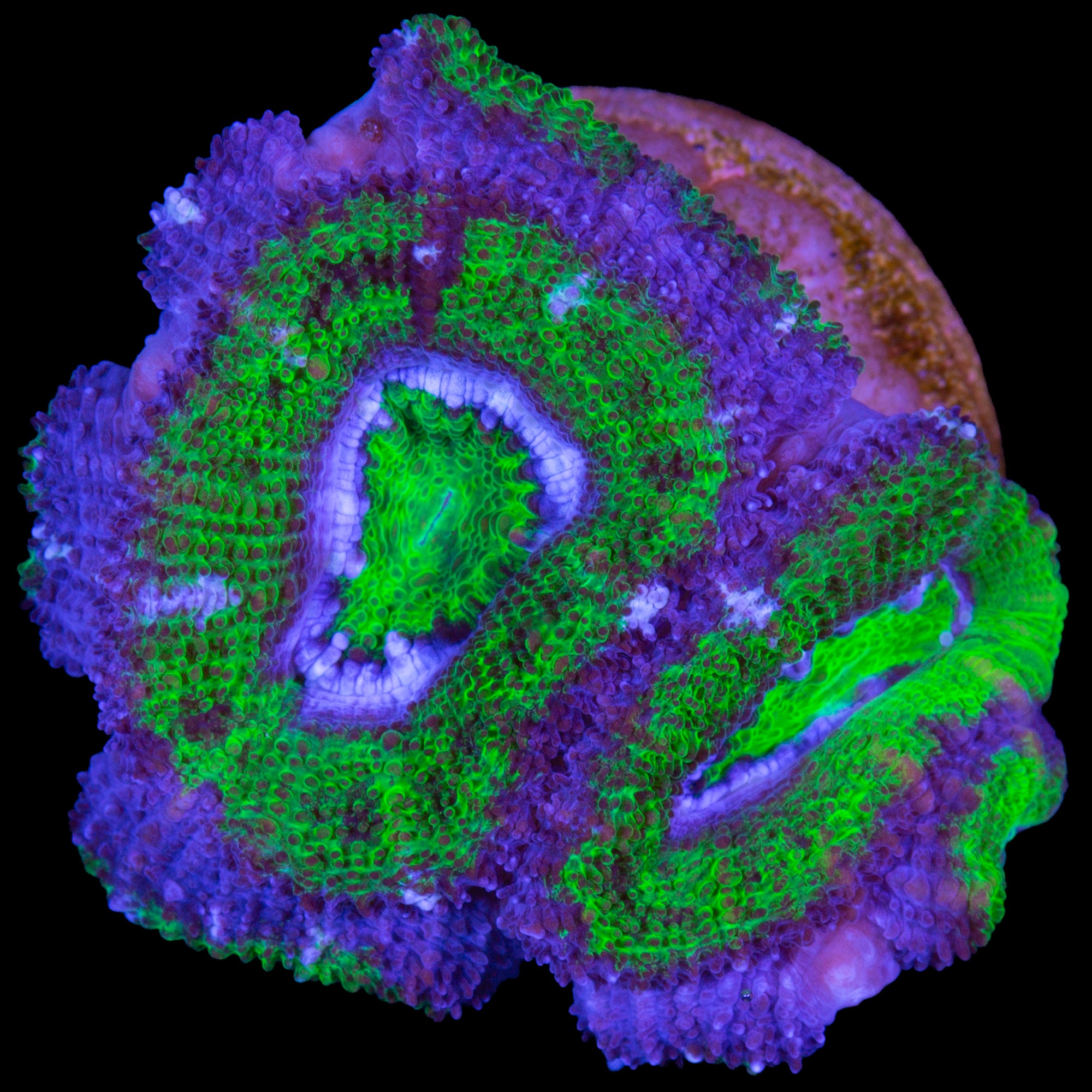 Toxic Hulk Acan Coral