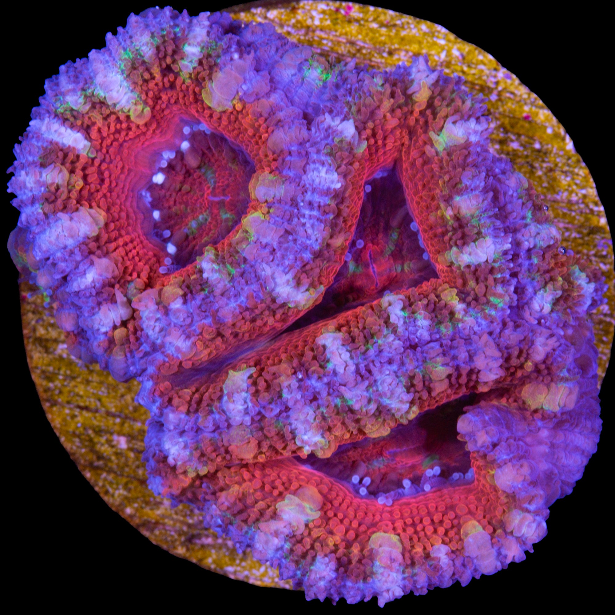 Rainbow Acan Coral