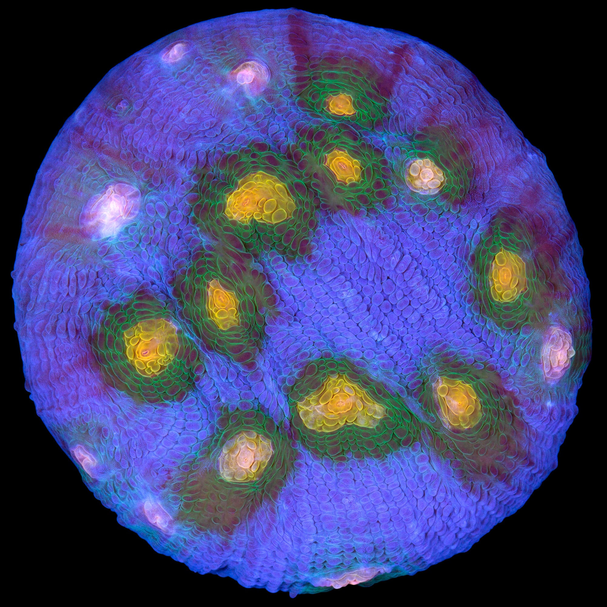 Solar Flare Mycedium Coral