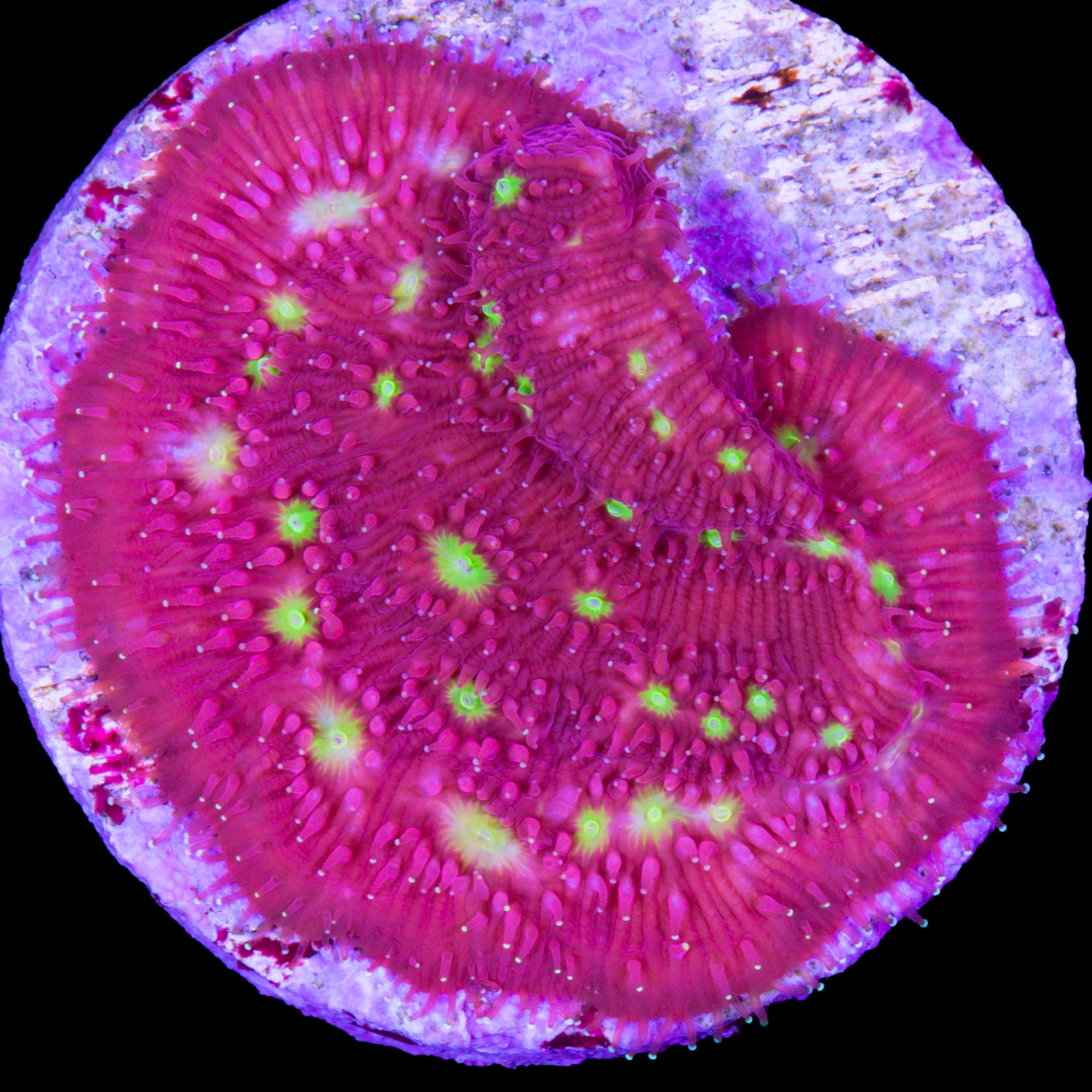 Strawberry Lithophyllon Coral