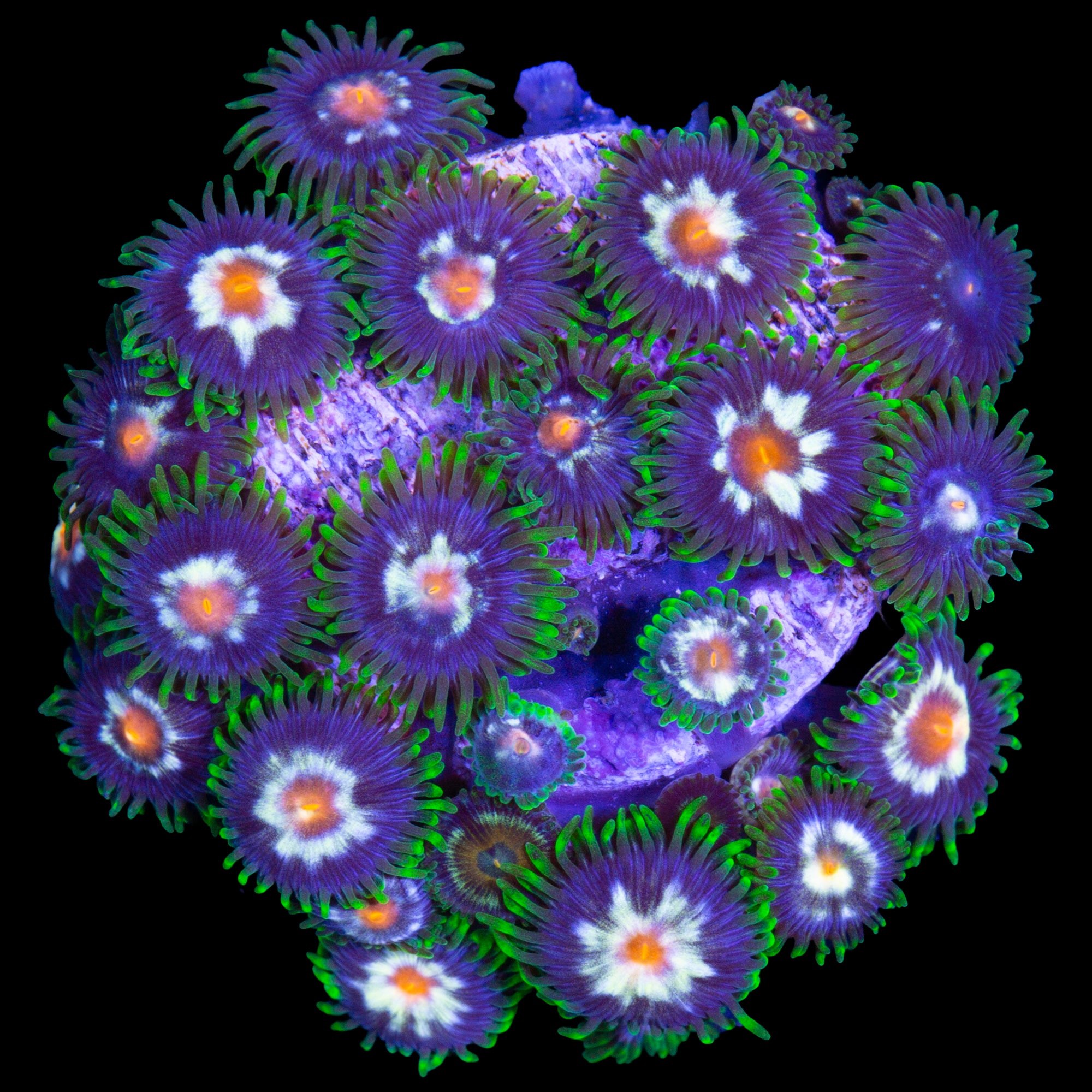 Daisy Cutter Zoanthid Coral