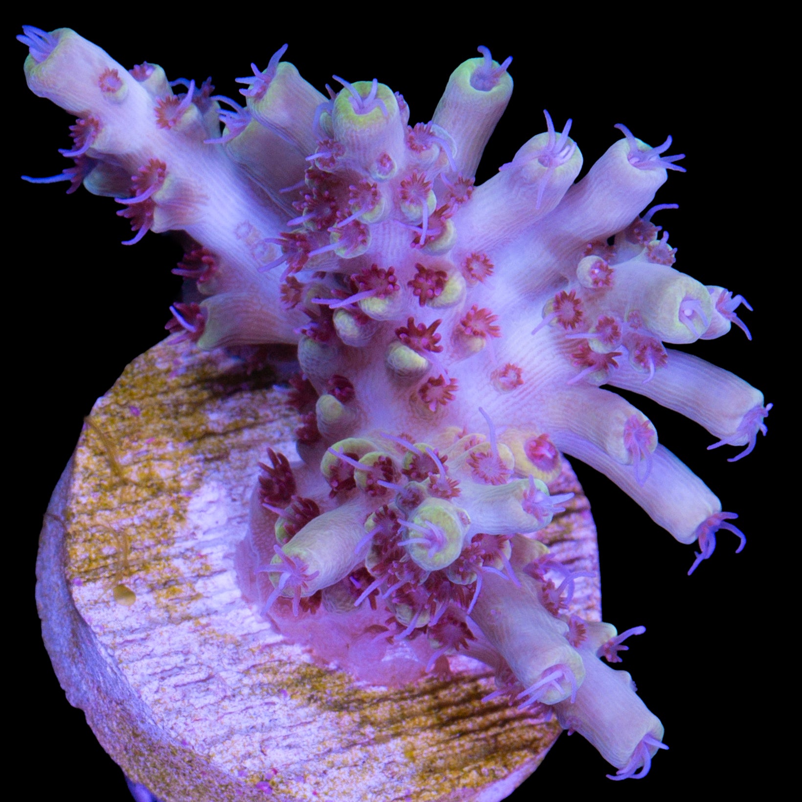 Pink Floyd Acropora Coral - Chunky Frag