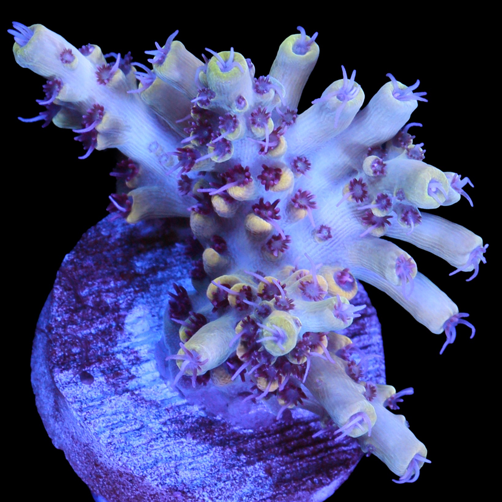Pink Floyd Acropora Coral - Chunky Frag