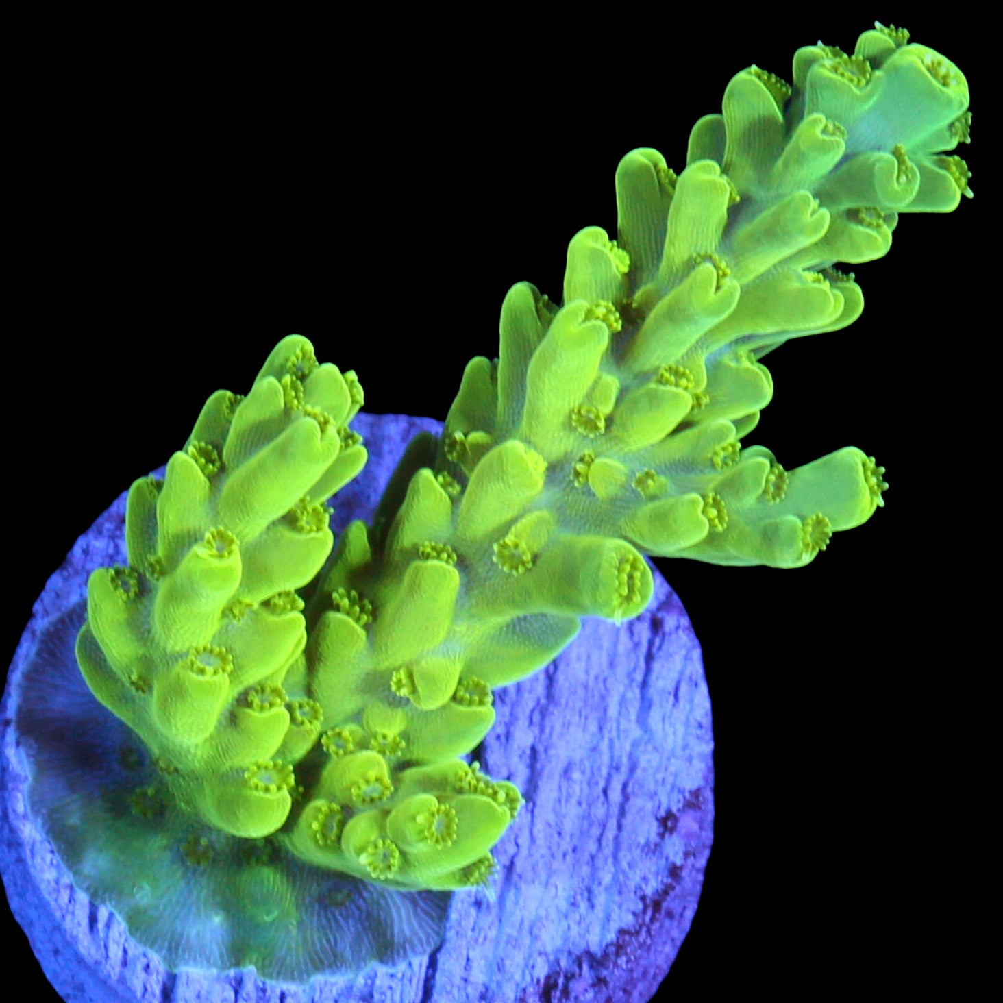 Green Flash Acropora Coral