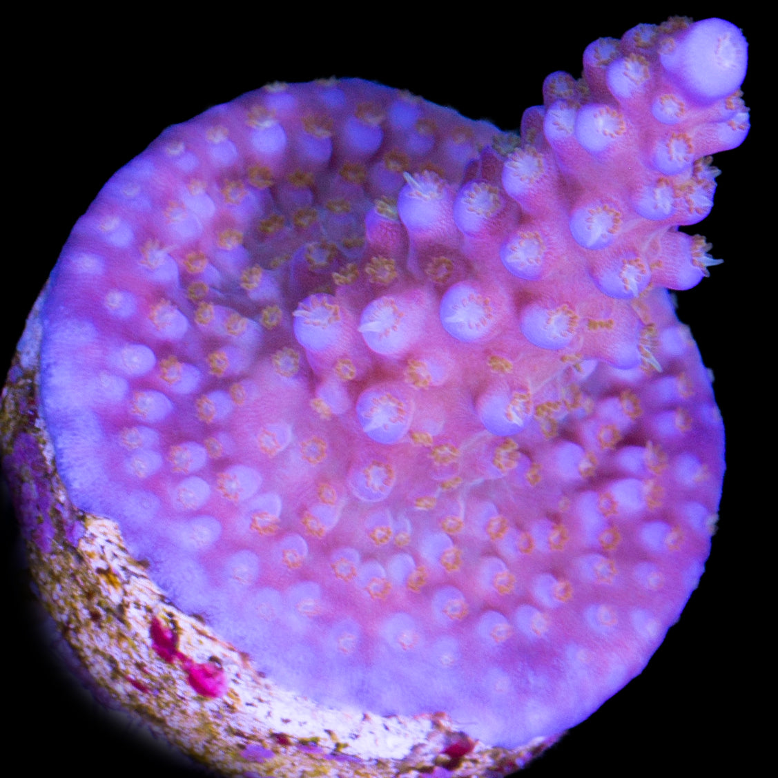 ARC Fireworks Acropora Coral