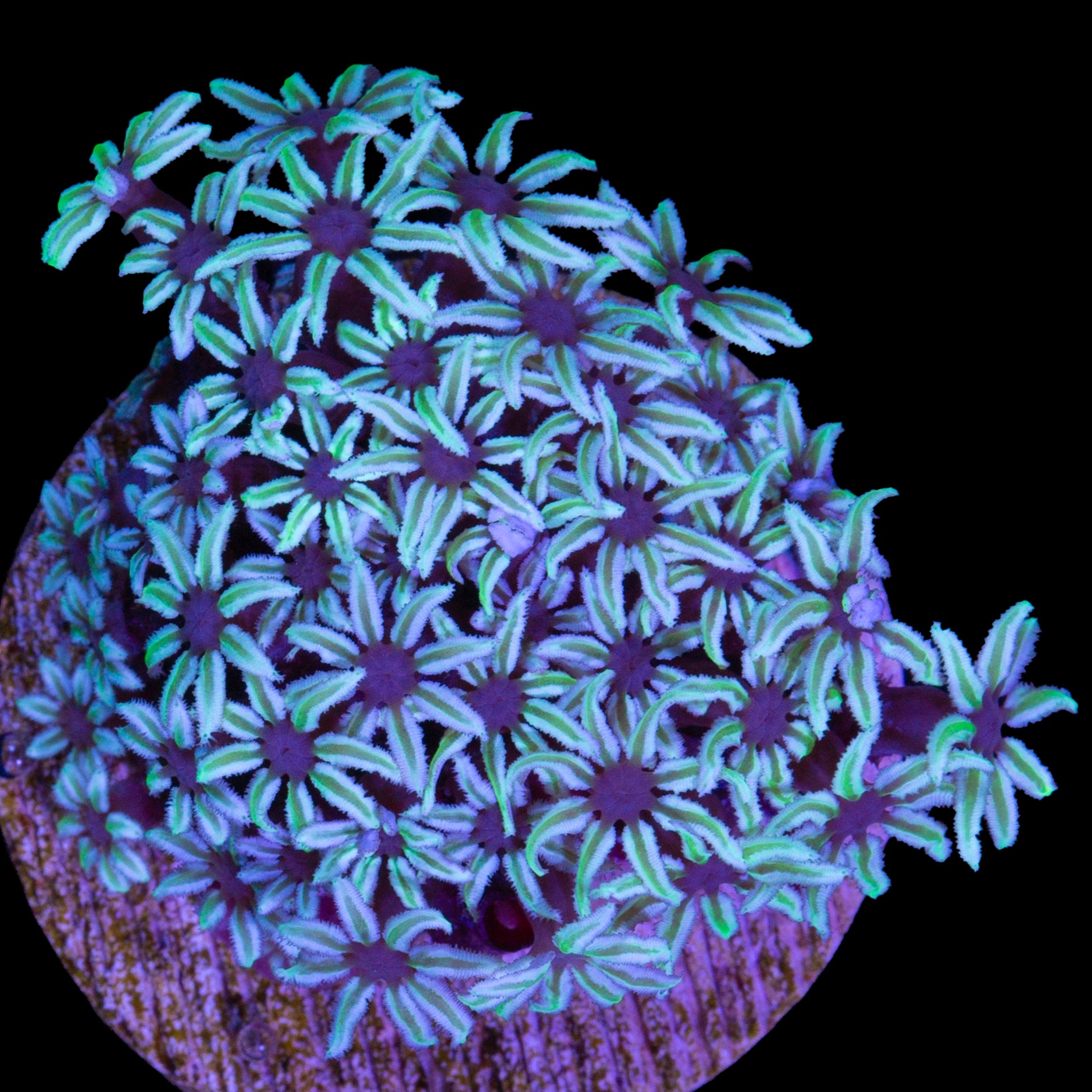 Green & White Pipe Organ Coral