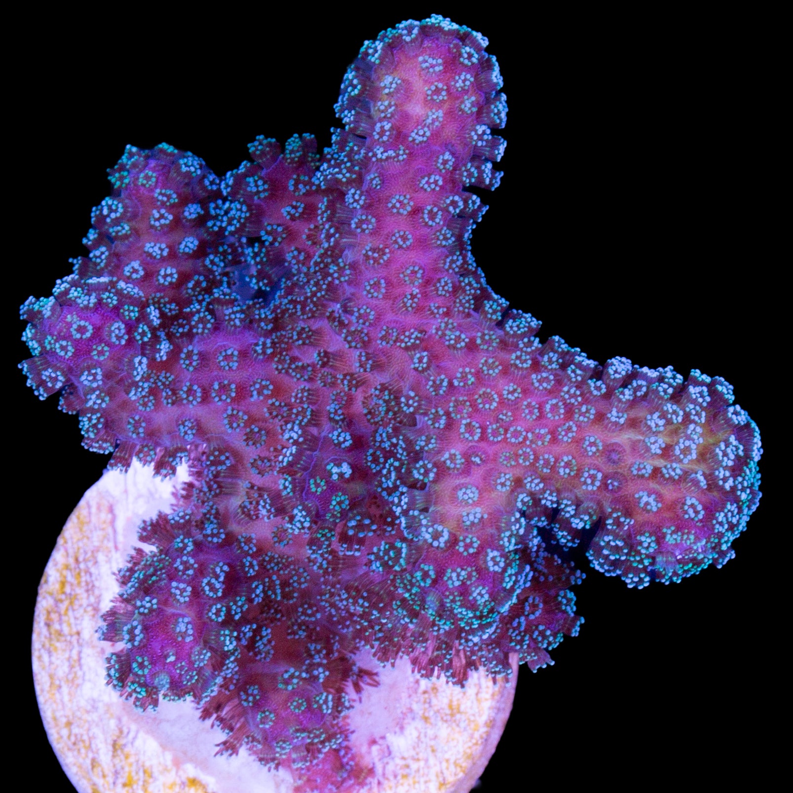 Rainbow Stylophora Coral