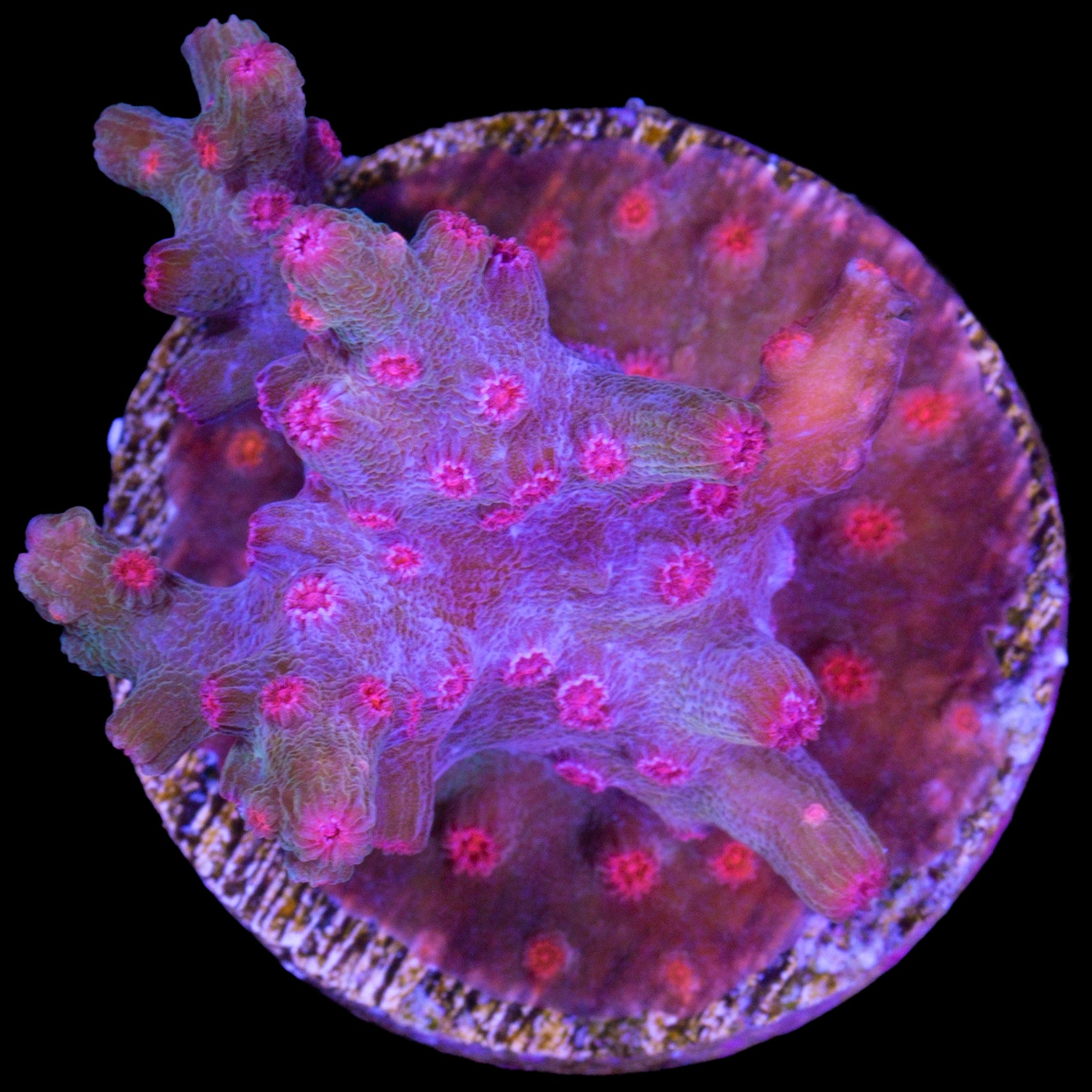 Vivid's Branching Cyphastrea Decadia Coral