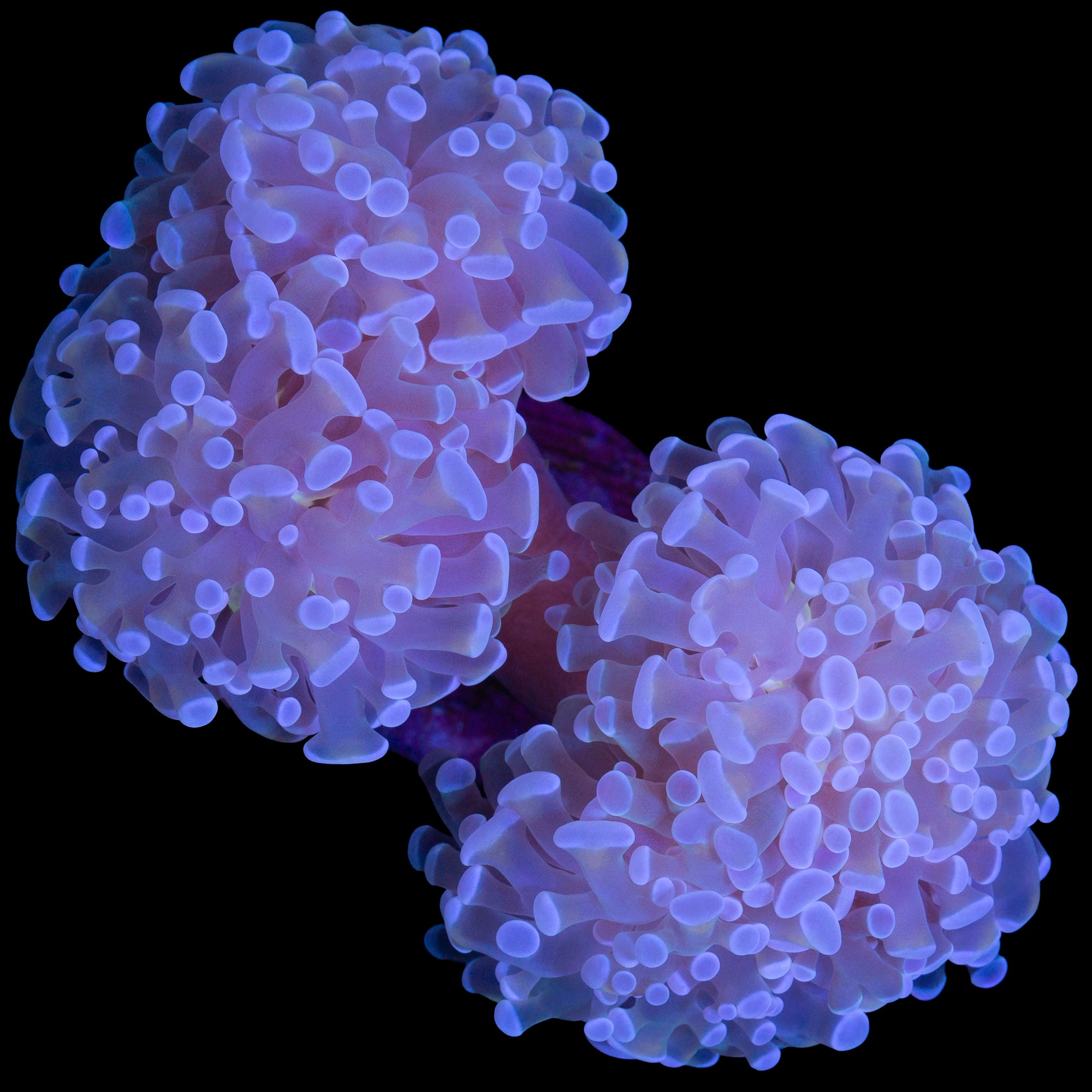 Neptune Branching Hammer Coral