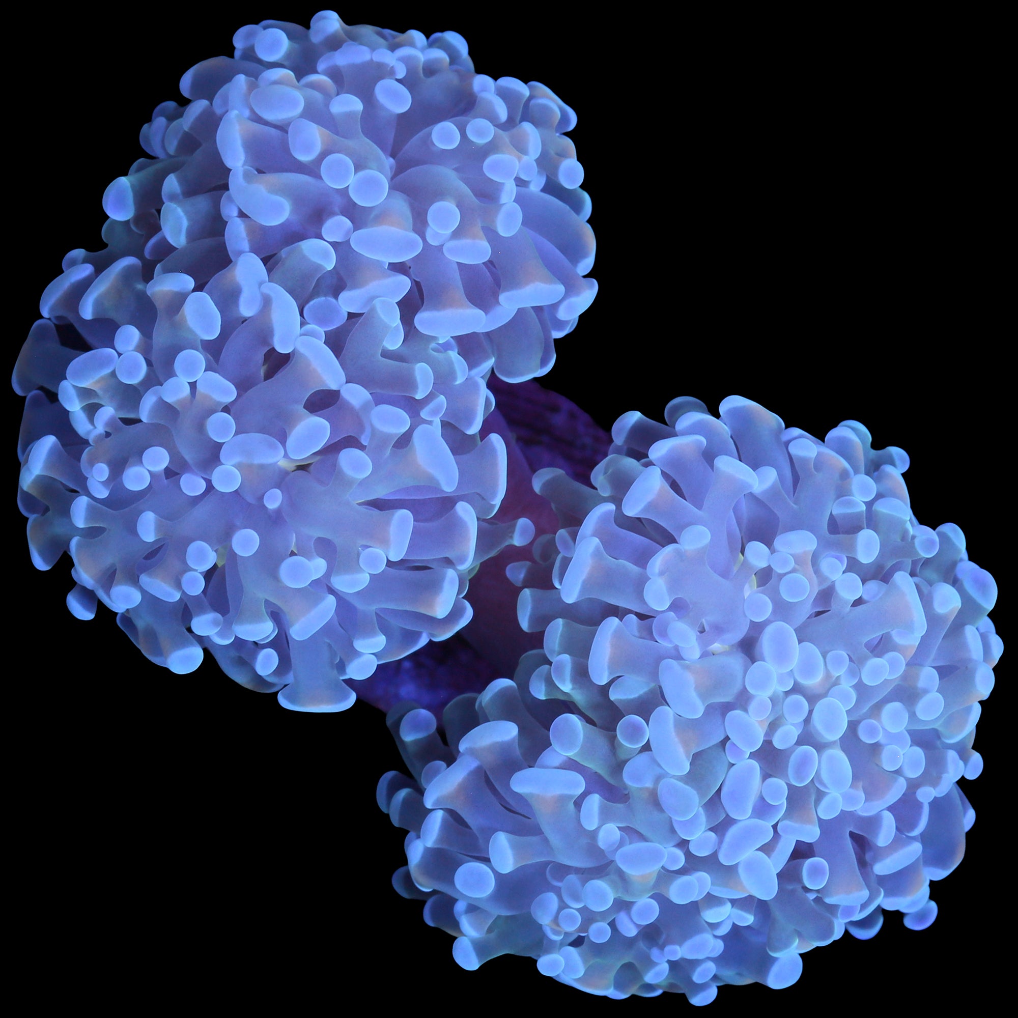 Neptune Branching Hammer Coral