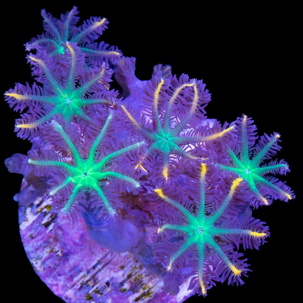 Highlight Clove Polyps