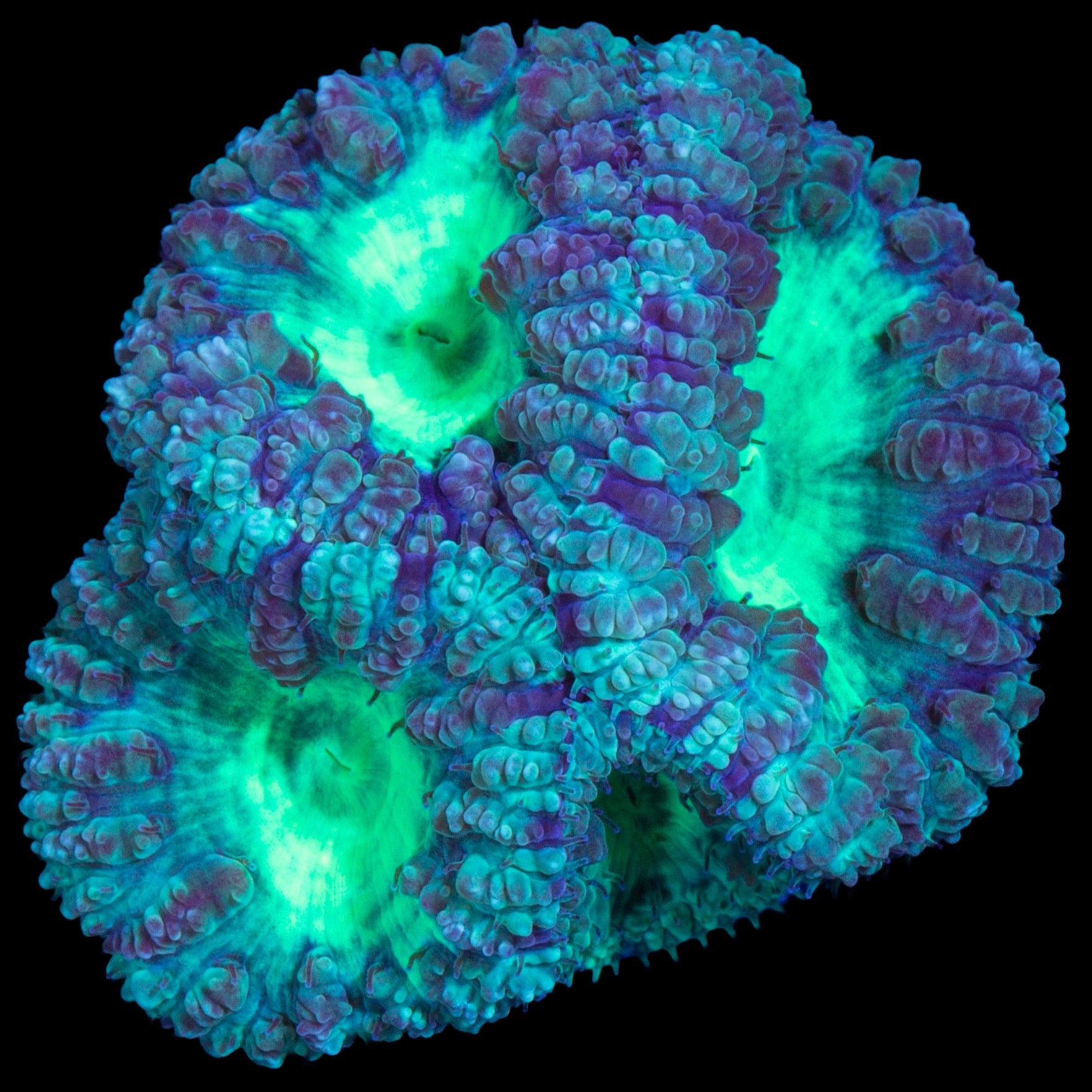 Emerald Blastomussa Coral