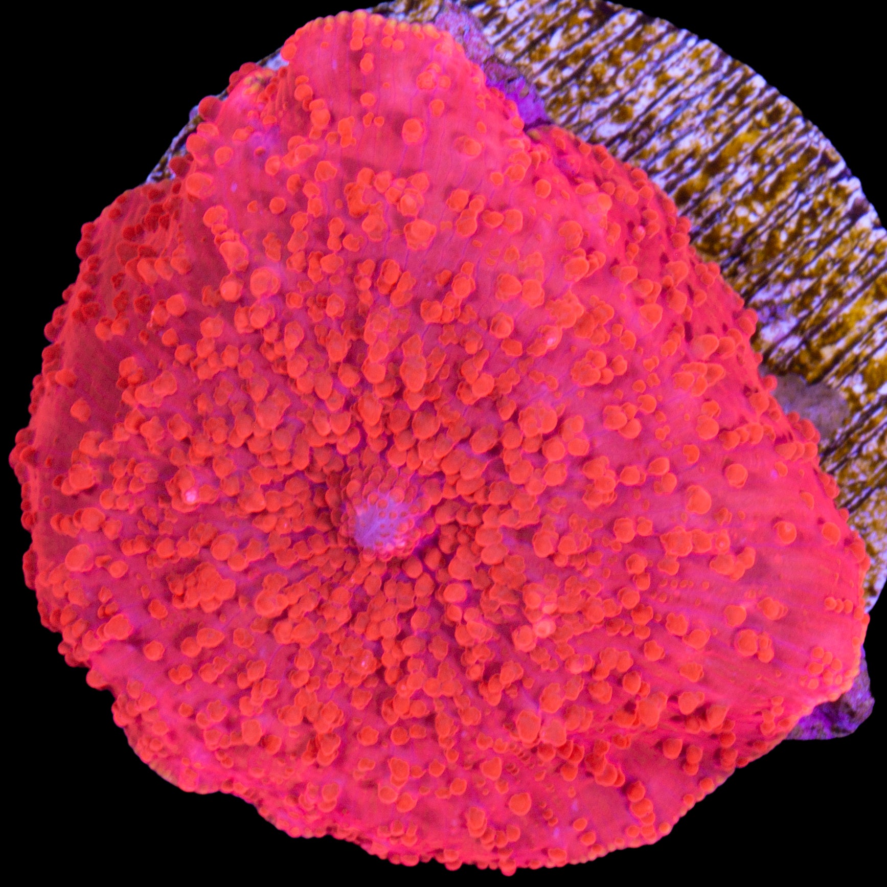 Red Hot Aussie Mushroom