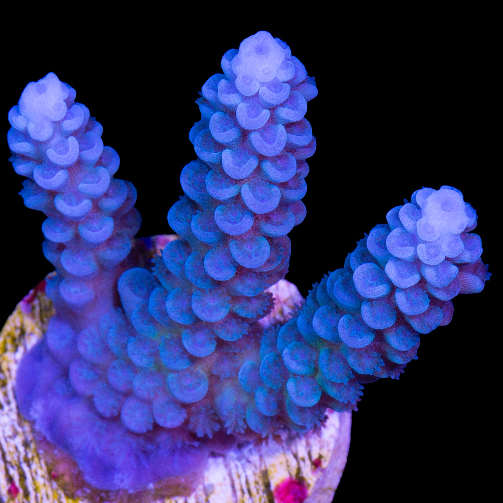 Ultra Blue Tenuis Acropora Coral