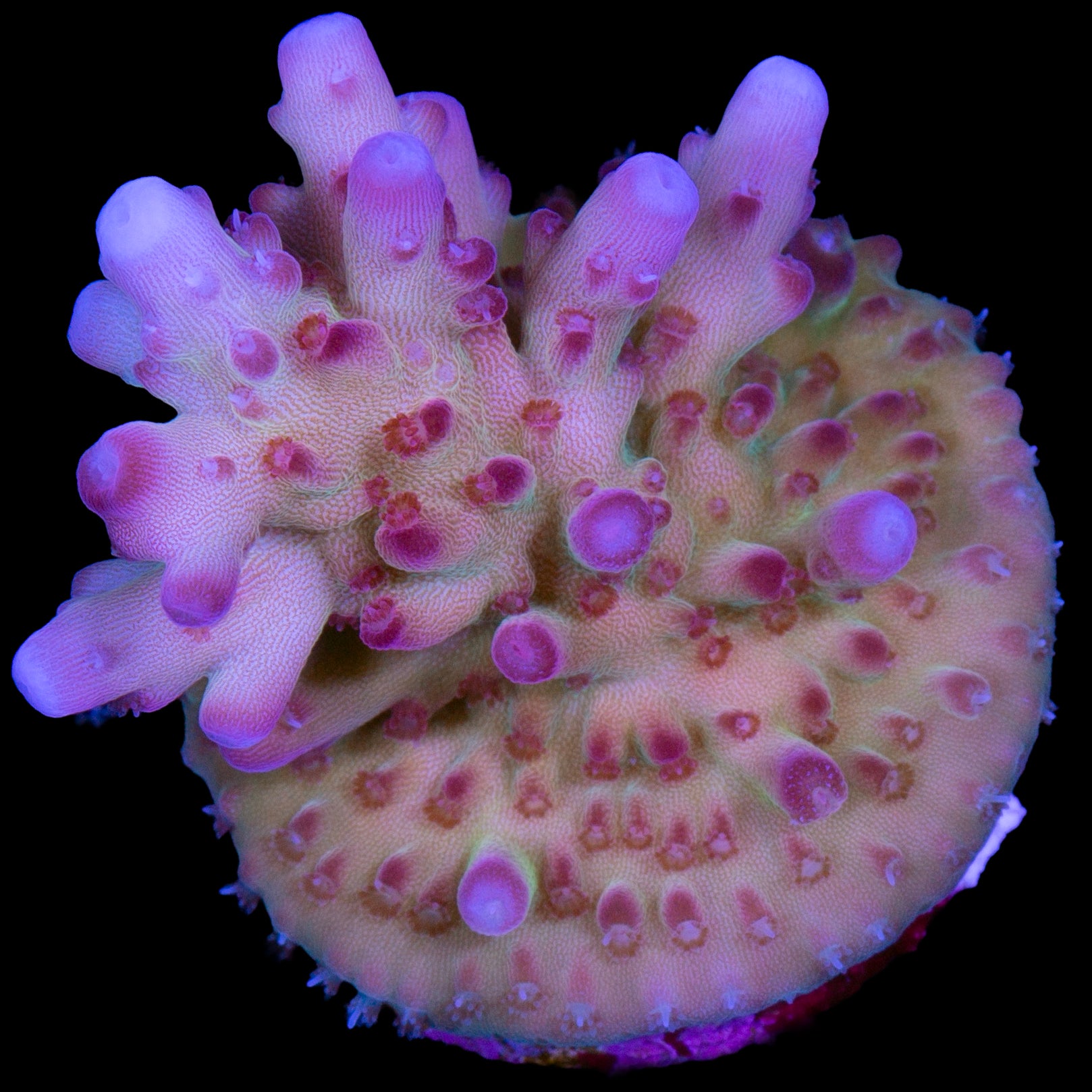 RRC OG Avenger Acropora Coral