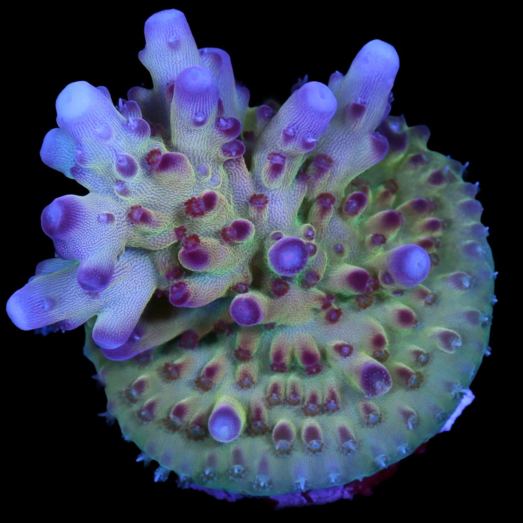 RRC OG Avenger Acropora Coral