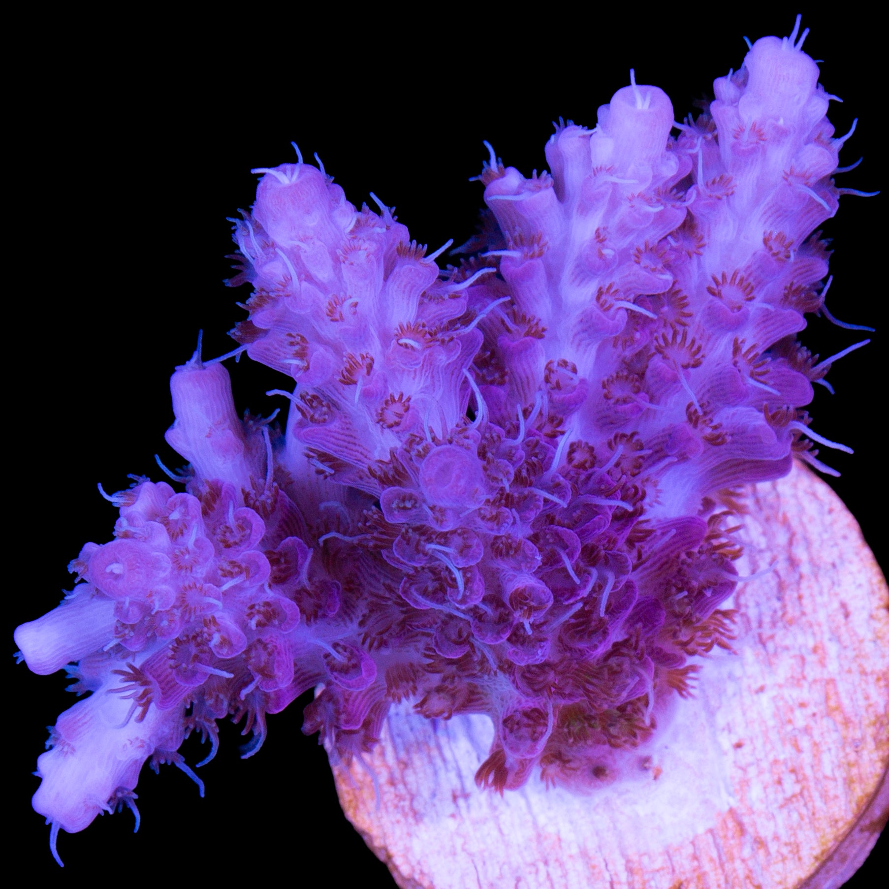 Pink Table Acropora Coral