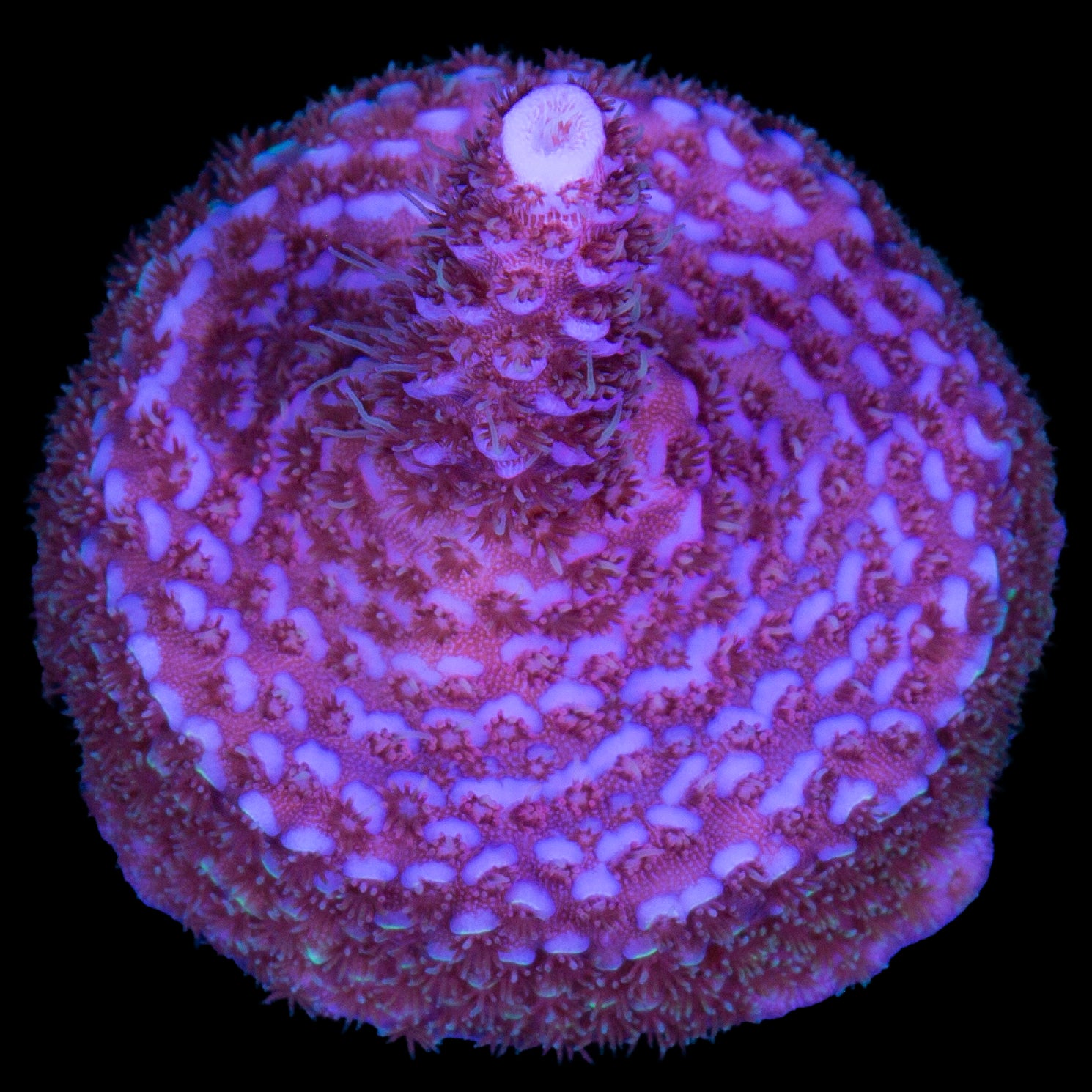 Pink & Blue Millepora Acropora Coral