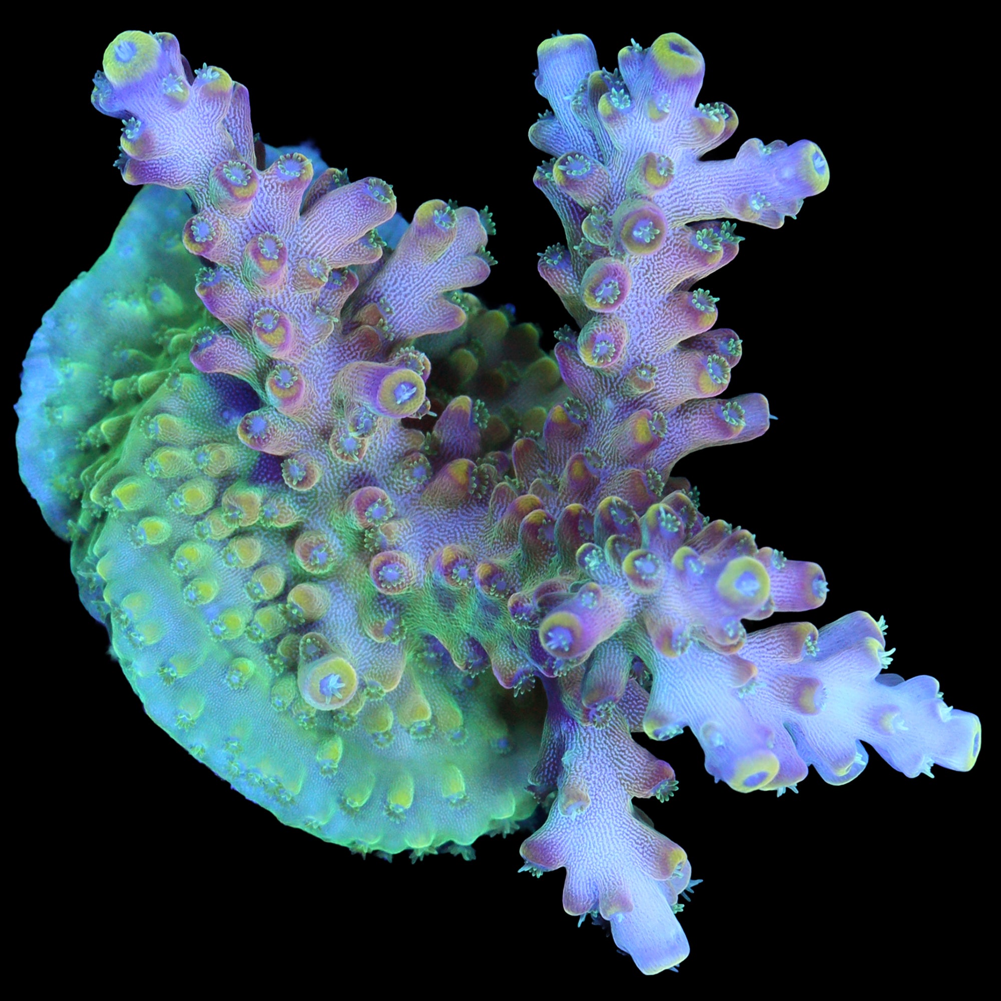 Vivid's Bali Shortcake Acropora Coral