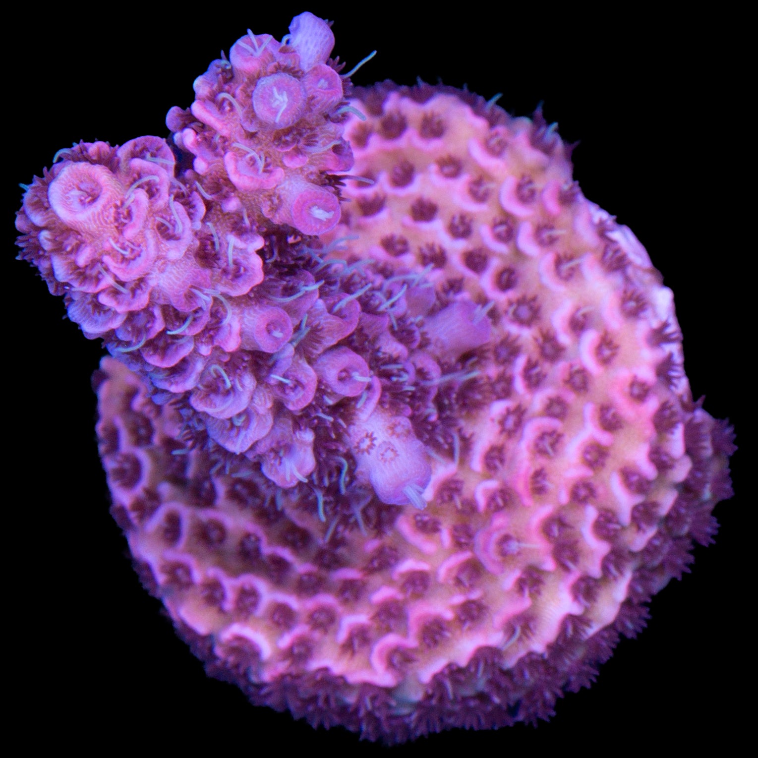 Ultra Millepora Acropora Coral
