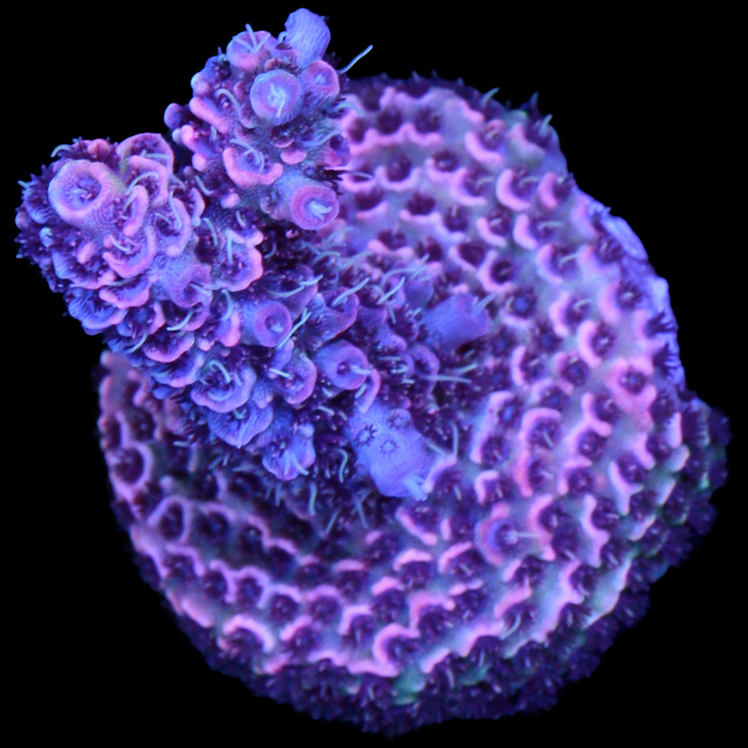 Ultra Millepora Acropora Coral