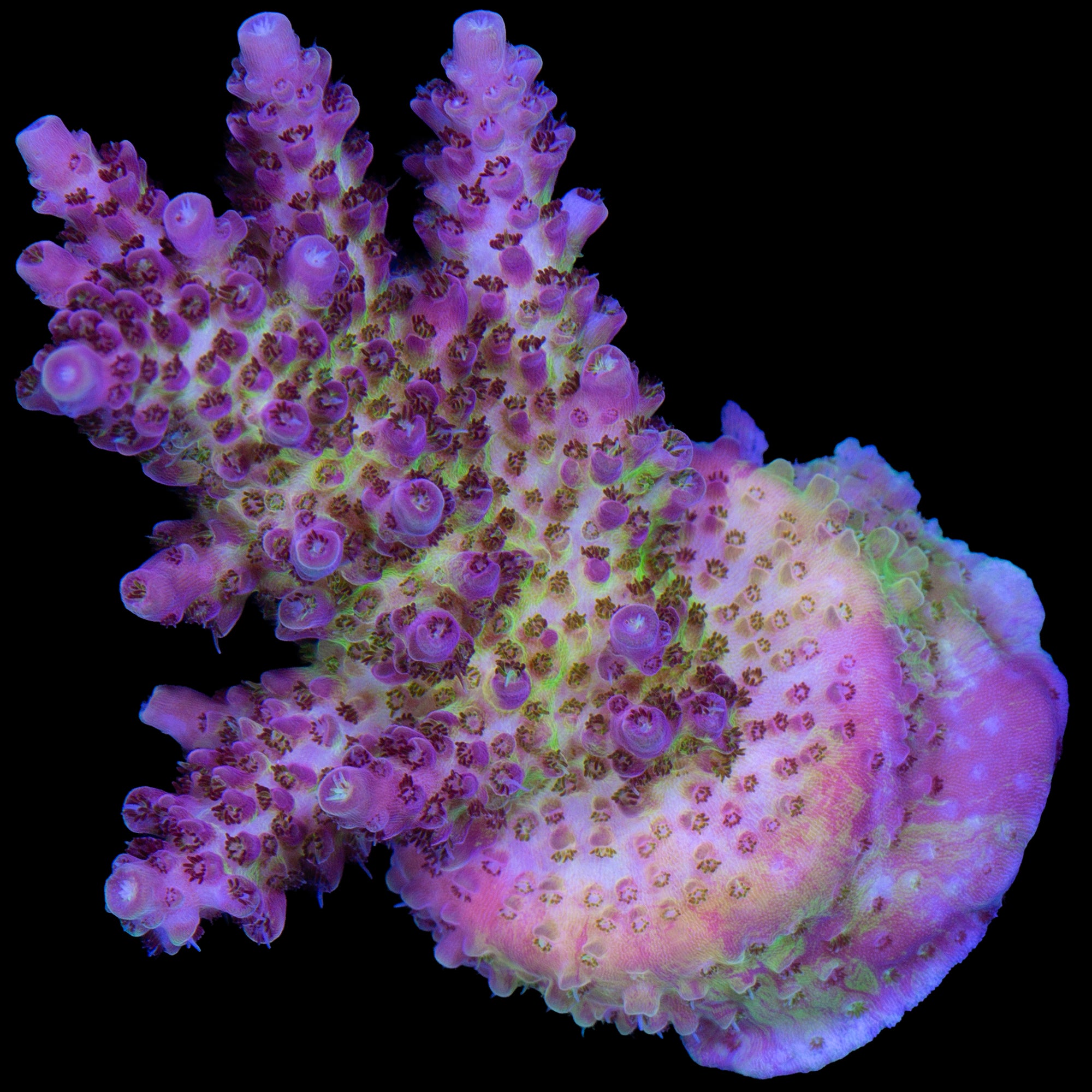 Purple Flame Acropora Coral
