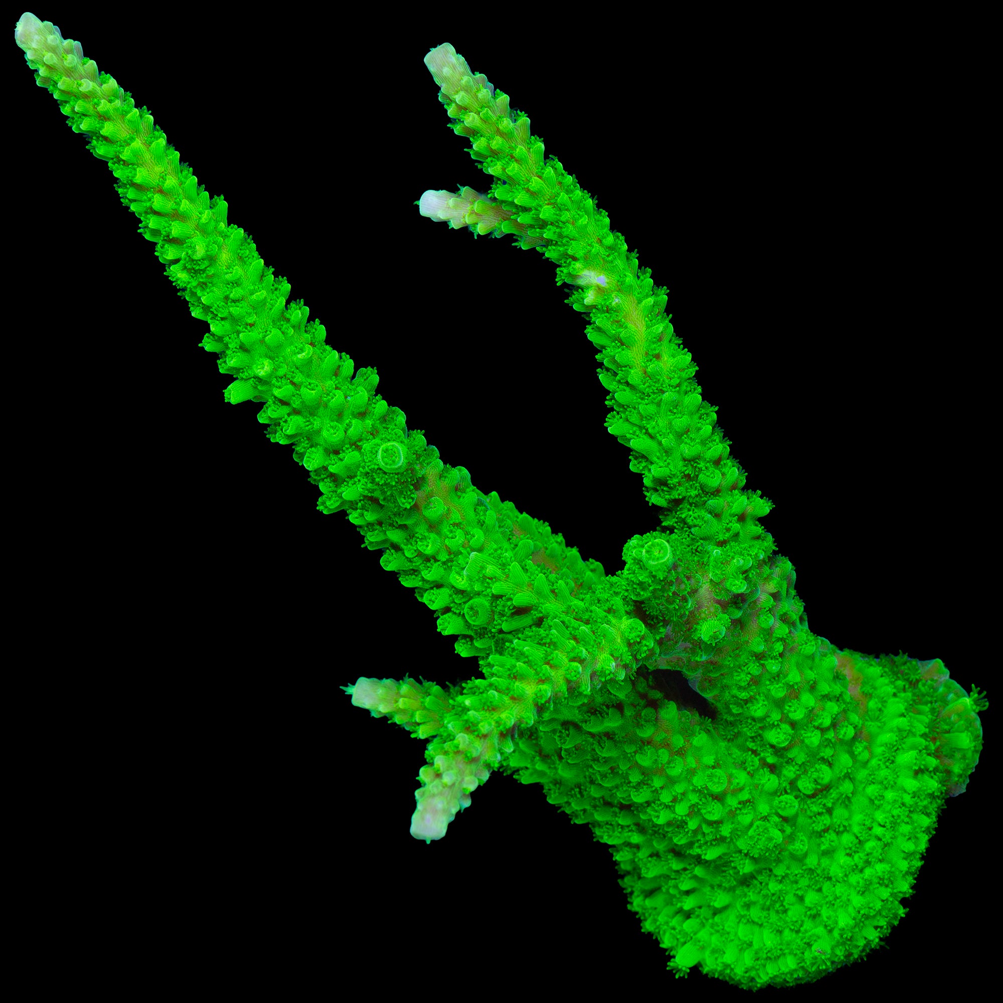 Bali Slimer Acropora Coral Colony