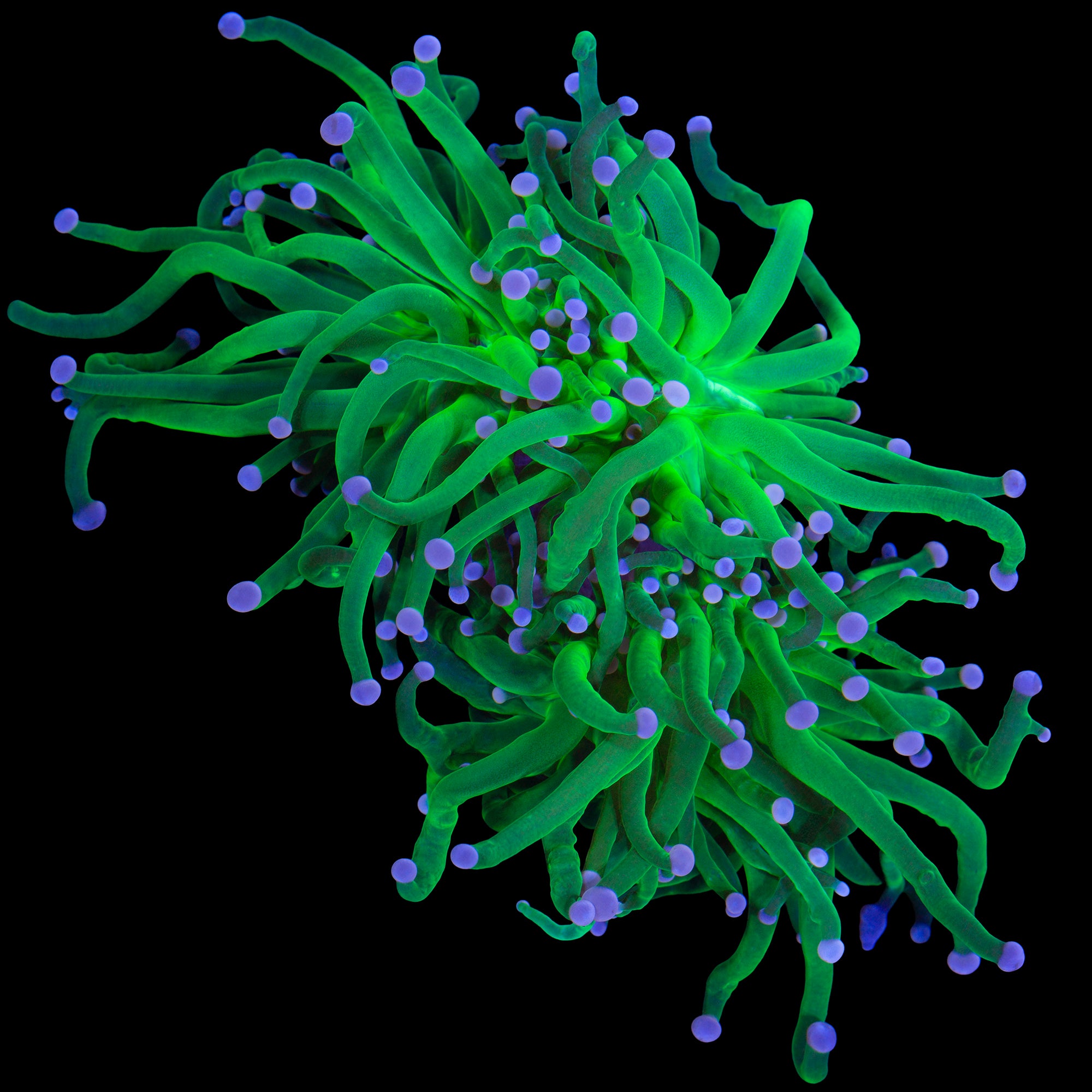 Cotton Candy Torch Coral