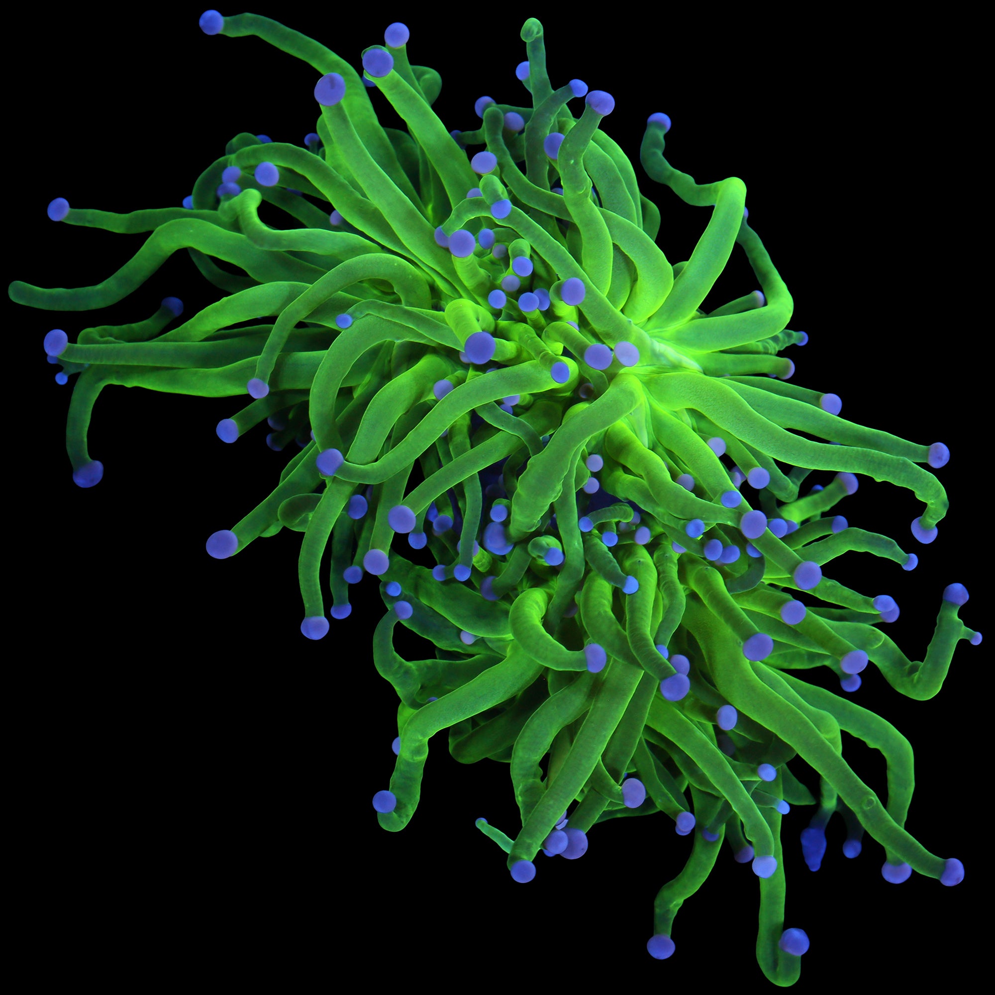 Cotton Candy Torch Coral