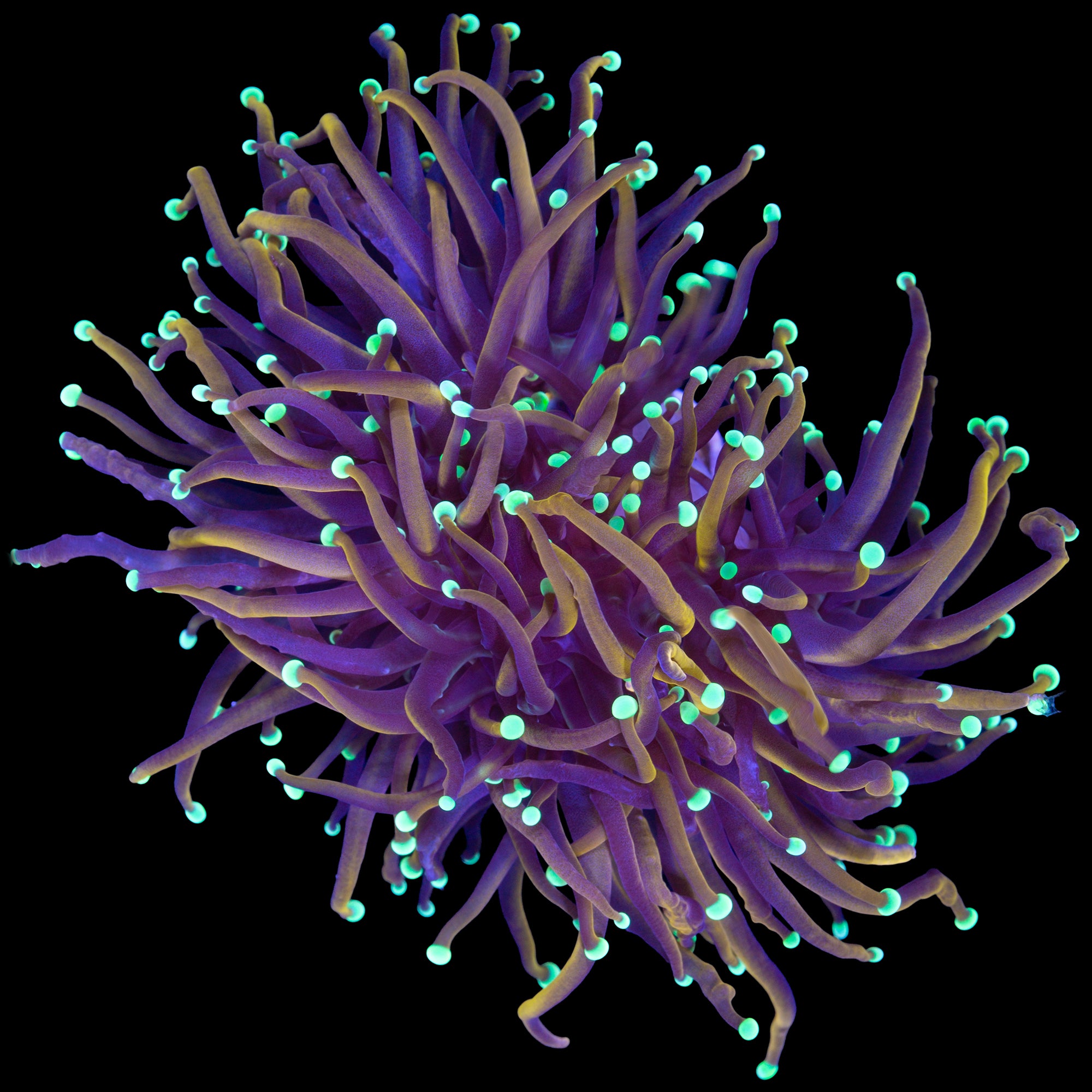 Vivid's Ghostbusters Torch Coral