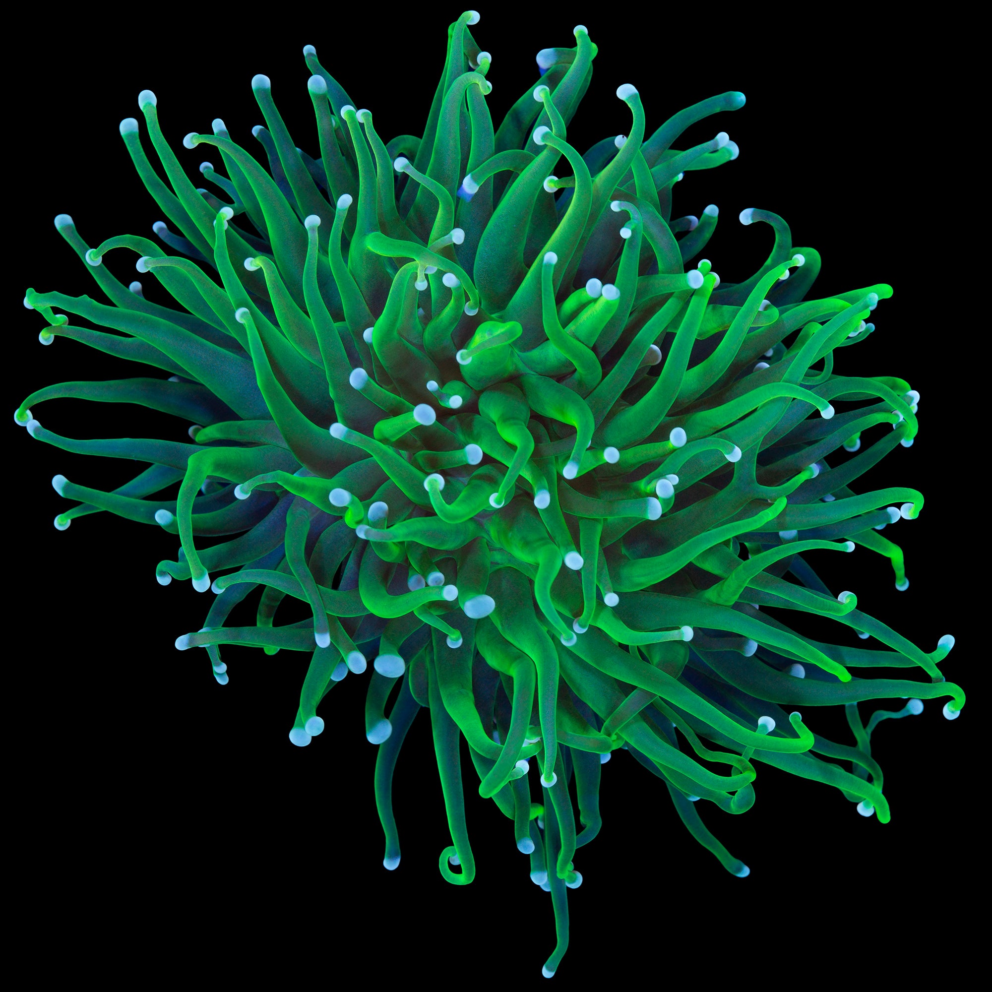 Crazy Green Torch Coral